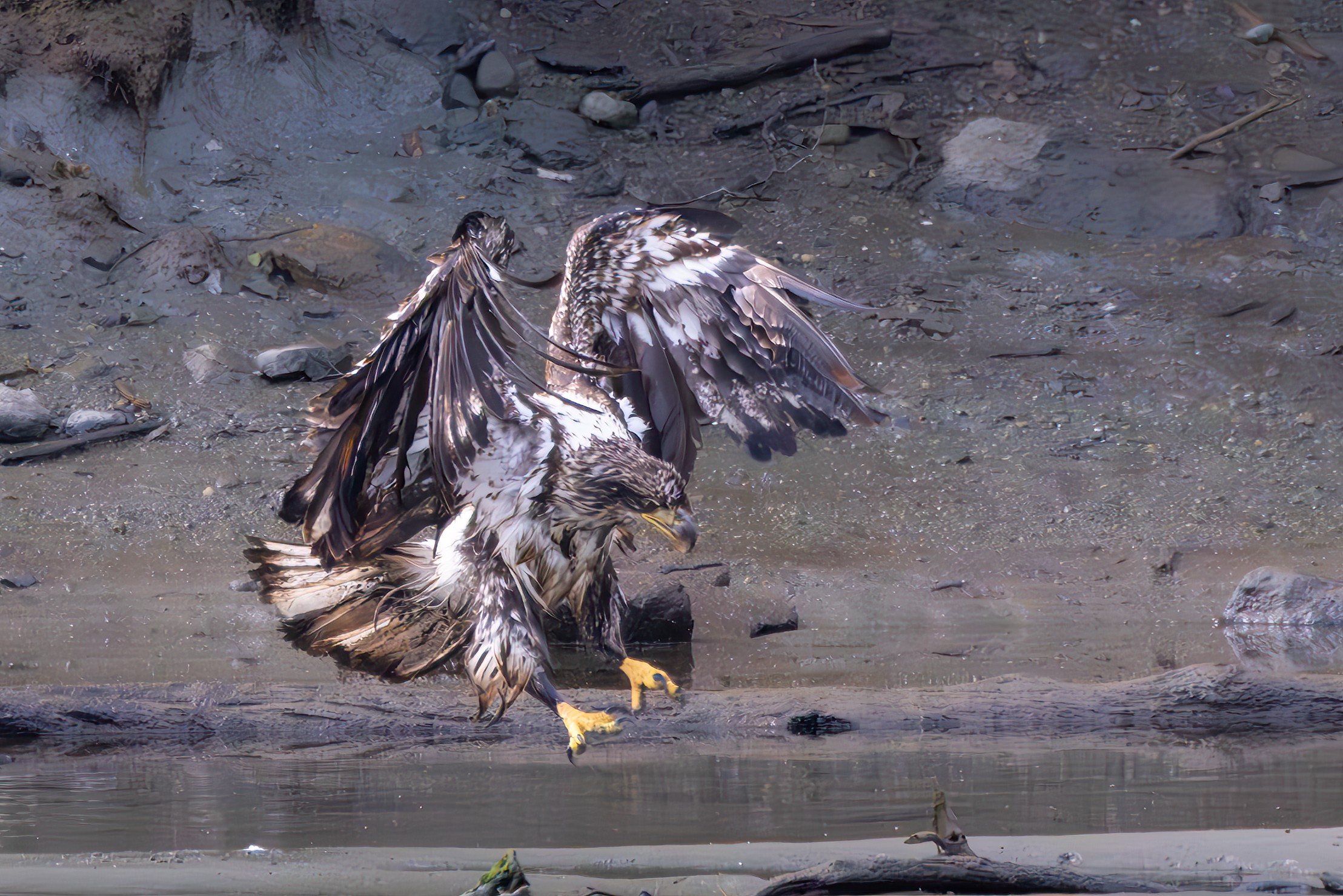 Wet eagle landing making a landing