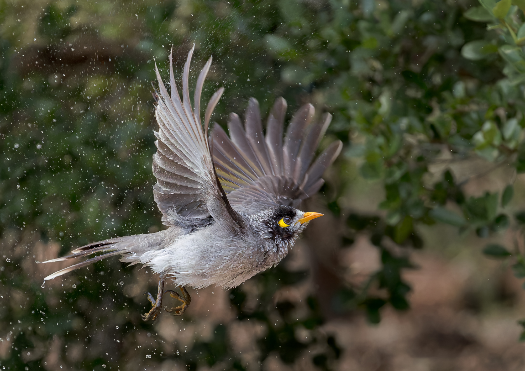 Wet Noisy Miner.jpg