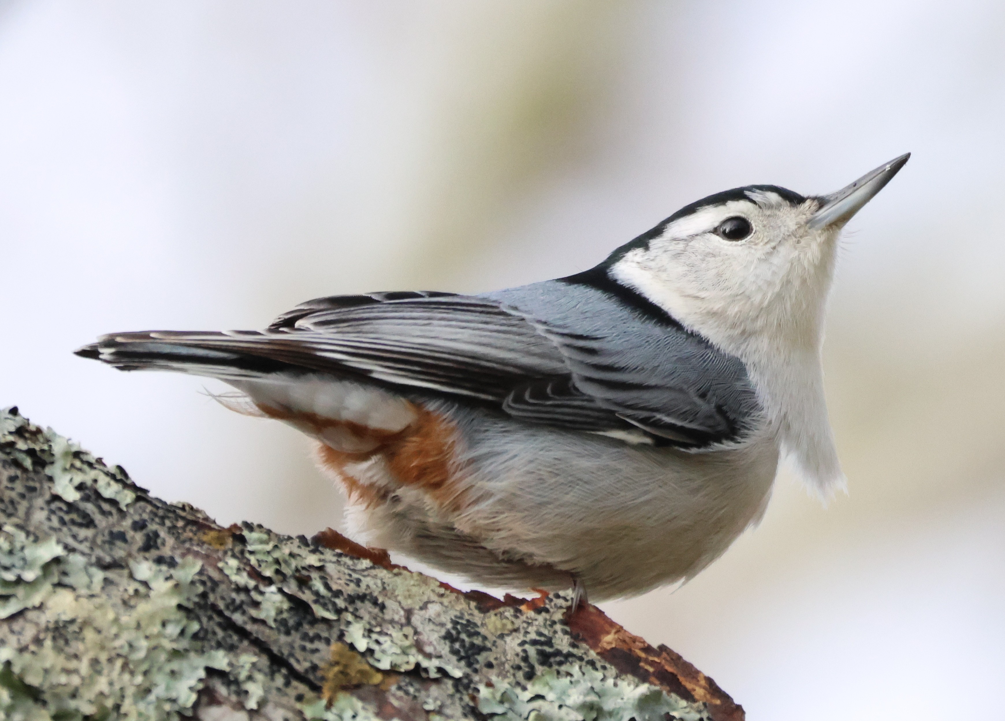 White Breasted Nuthatch.JPG