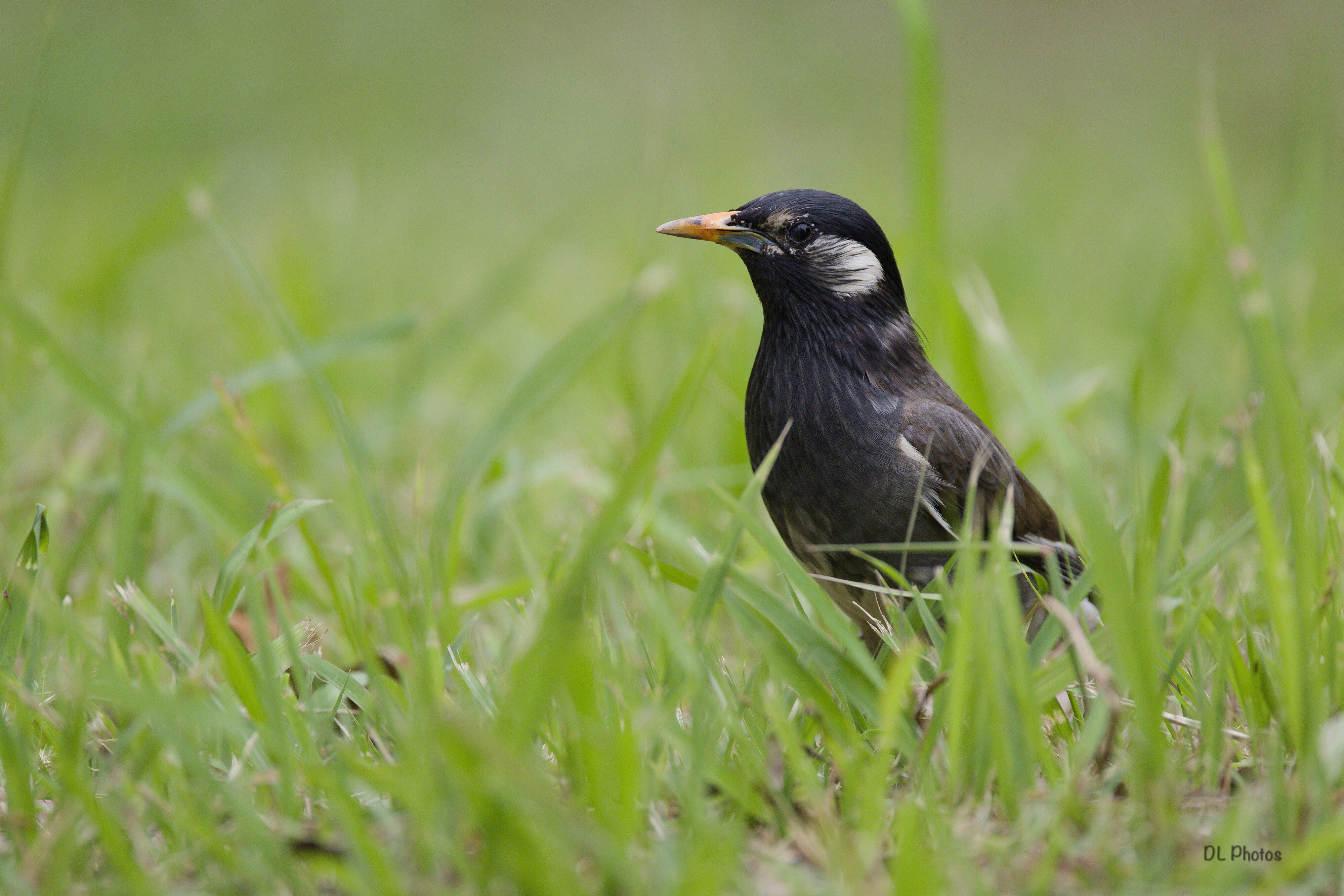 White-cheeked starling (ムクドリ)