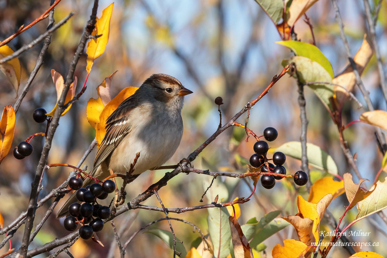 White-crowned Sparrow, Juvenile.jpg