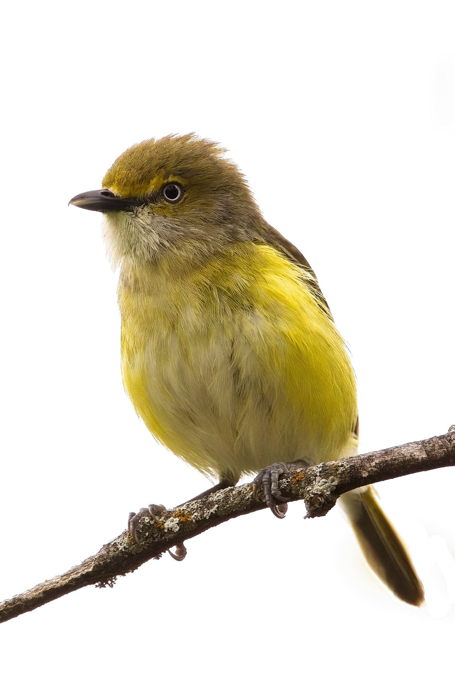 White-Eyed Vireo