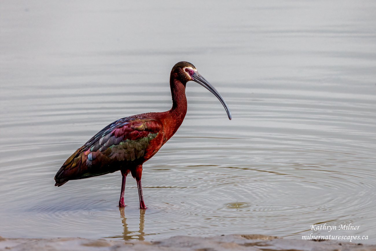 White-faced Ibis.jpg