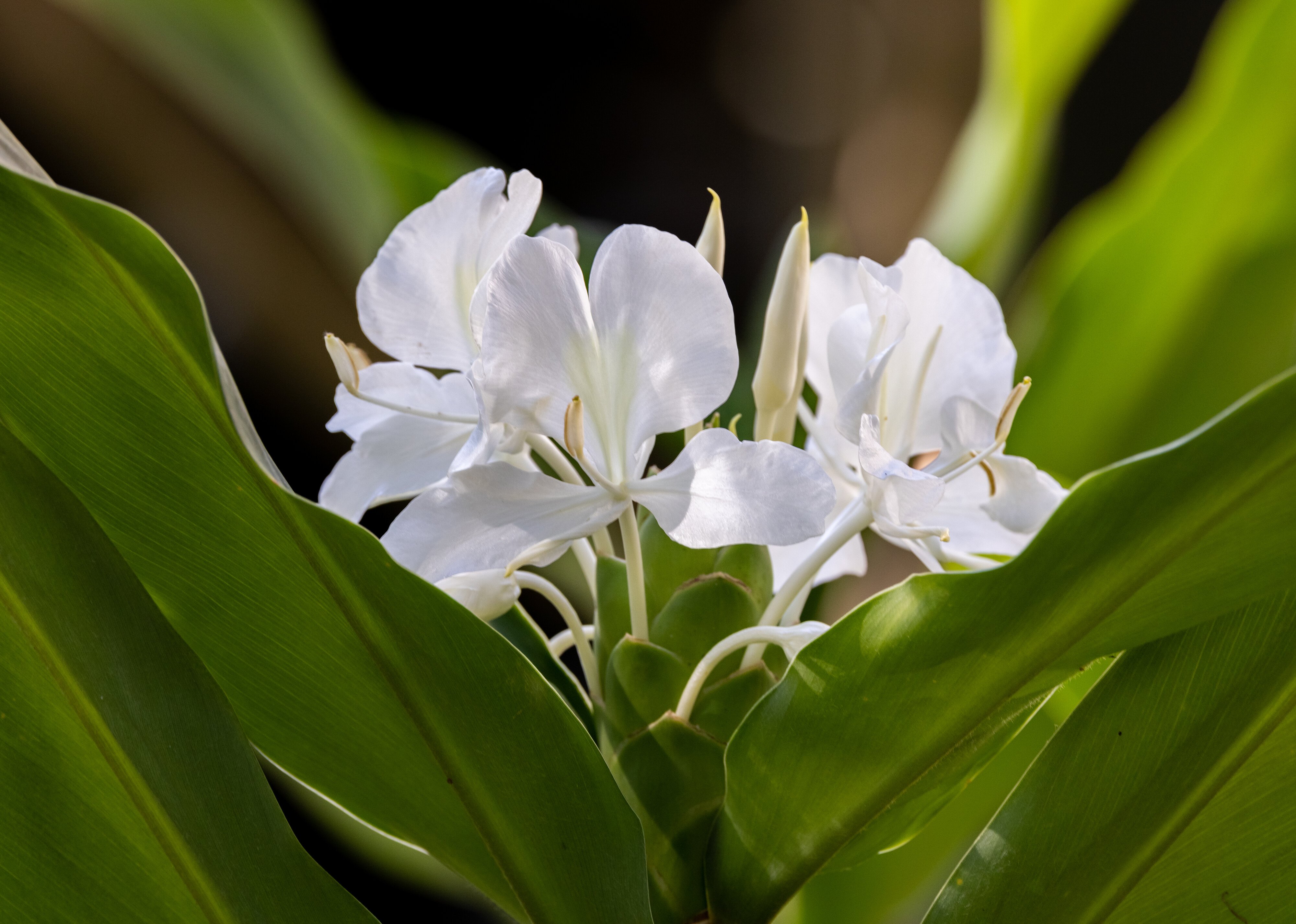 White Ginger