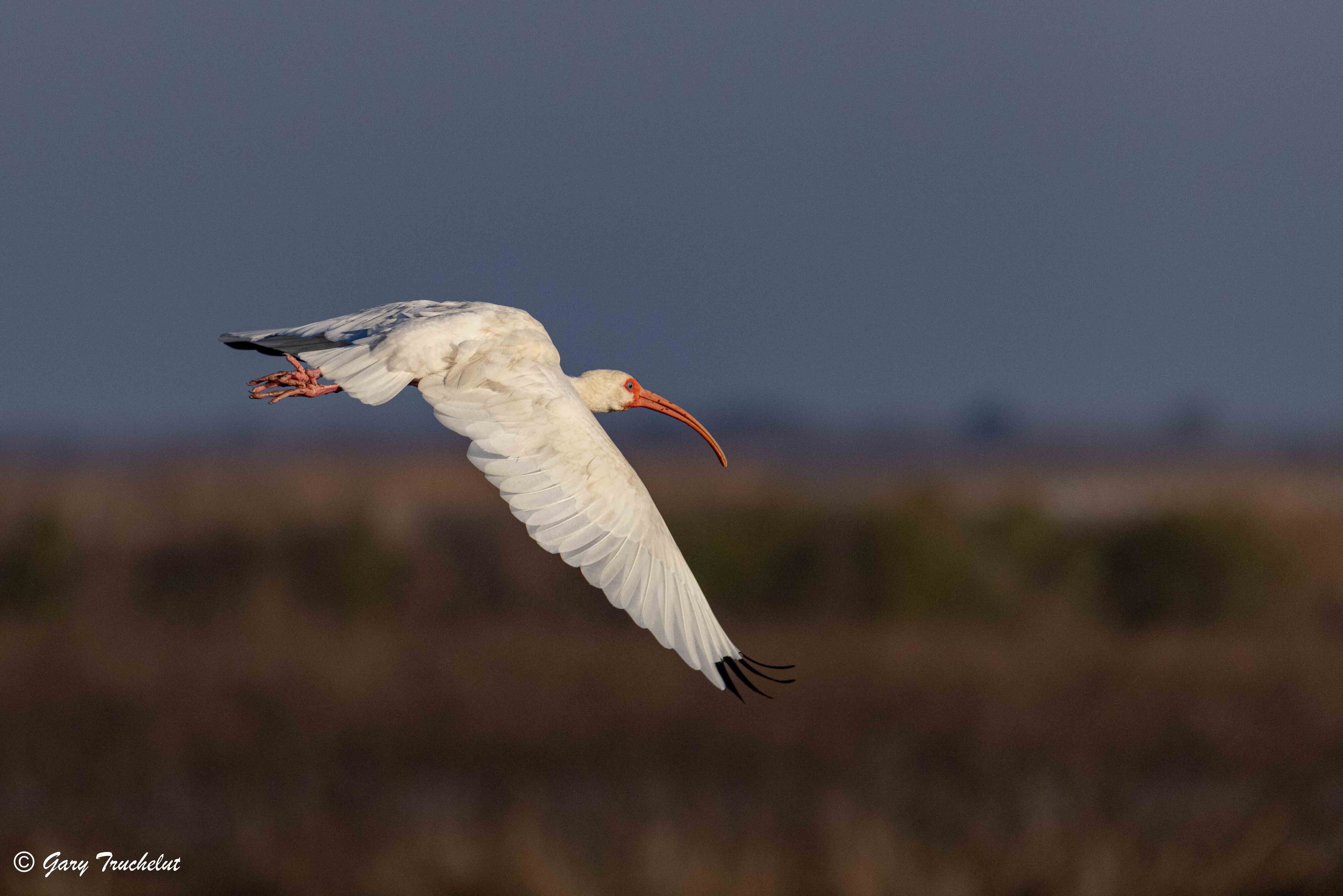 White Ibis over the marsh