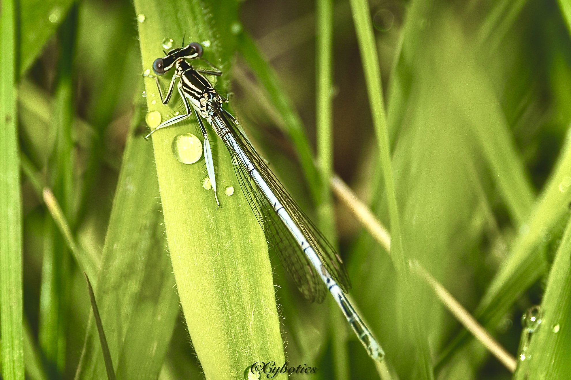 White Legged Damselfly