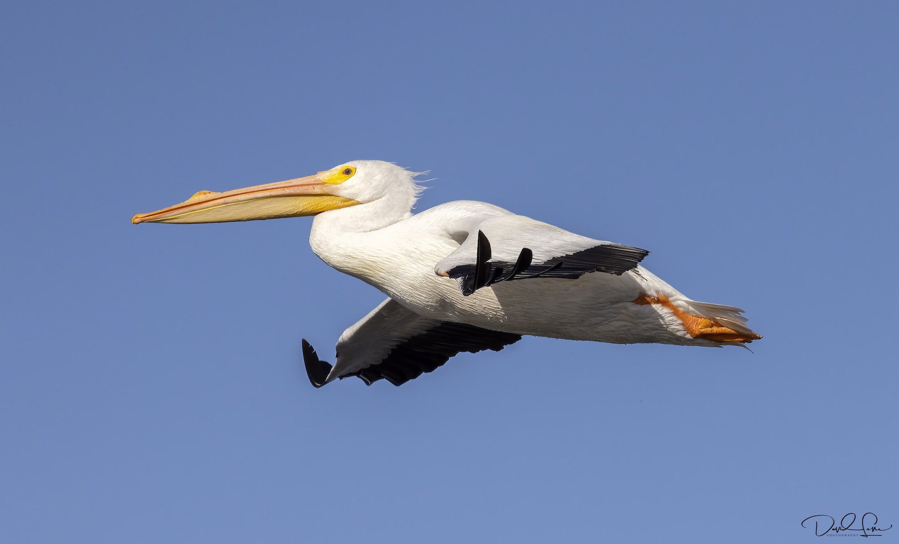 White Pelican fly by