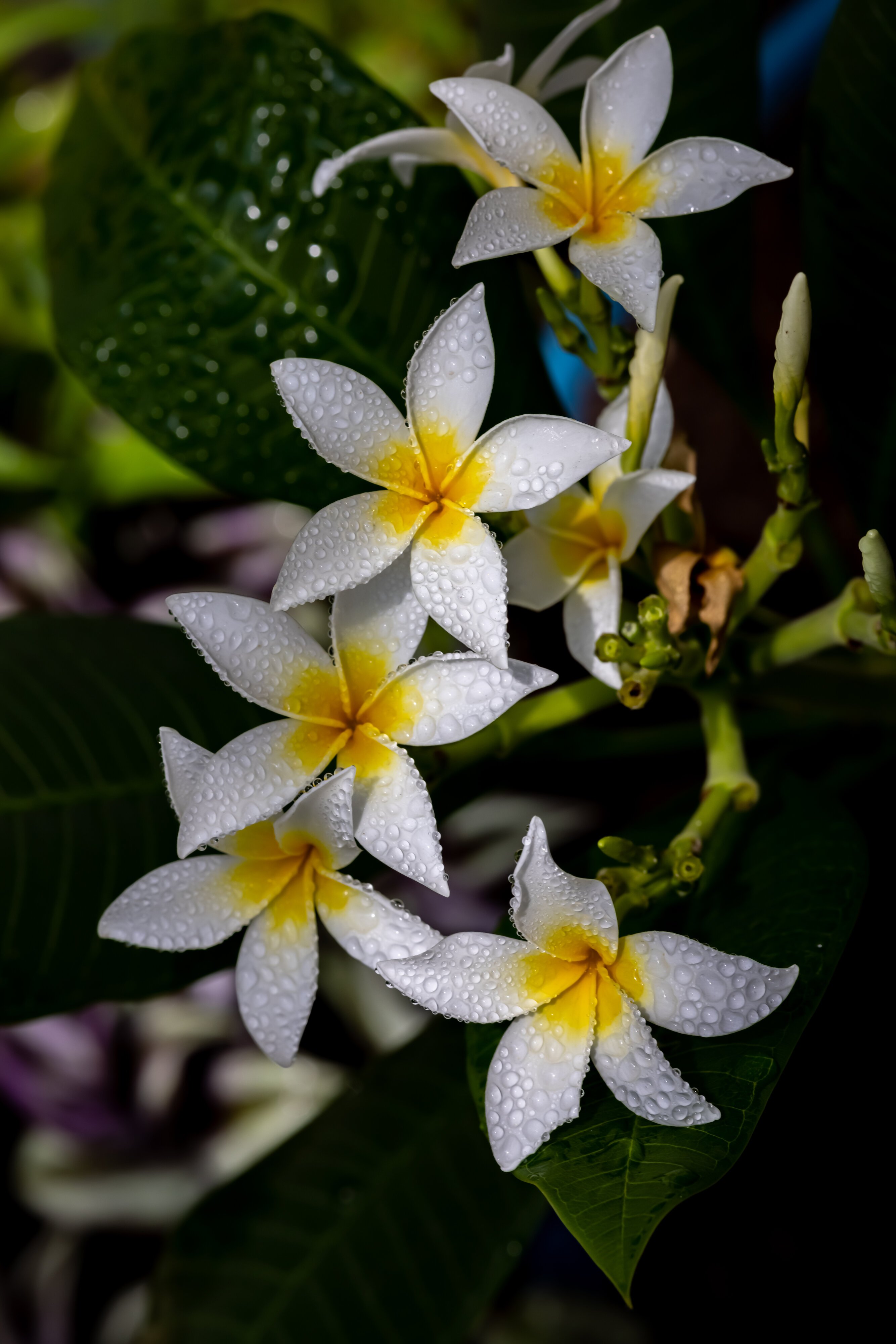 White Star Plumerias