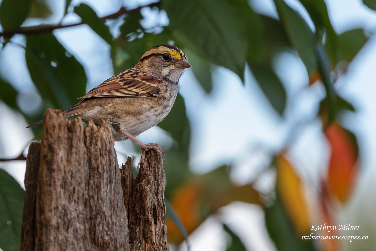 White-throated Sparrow.jpg