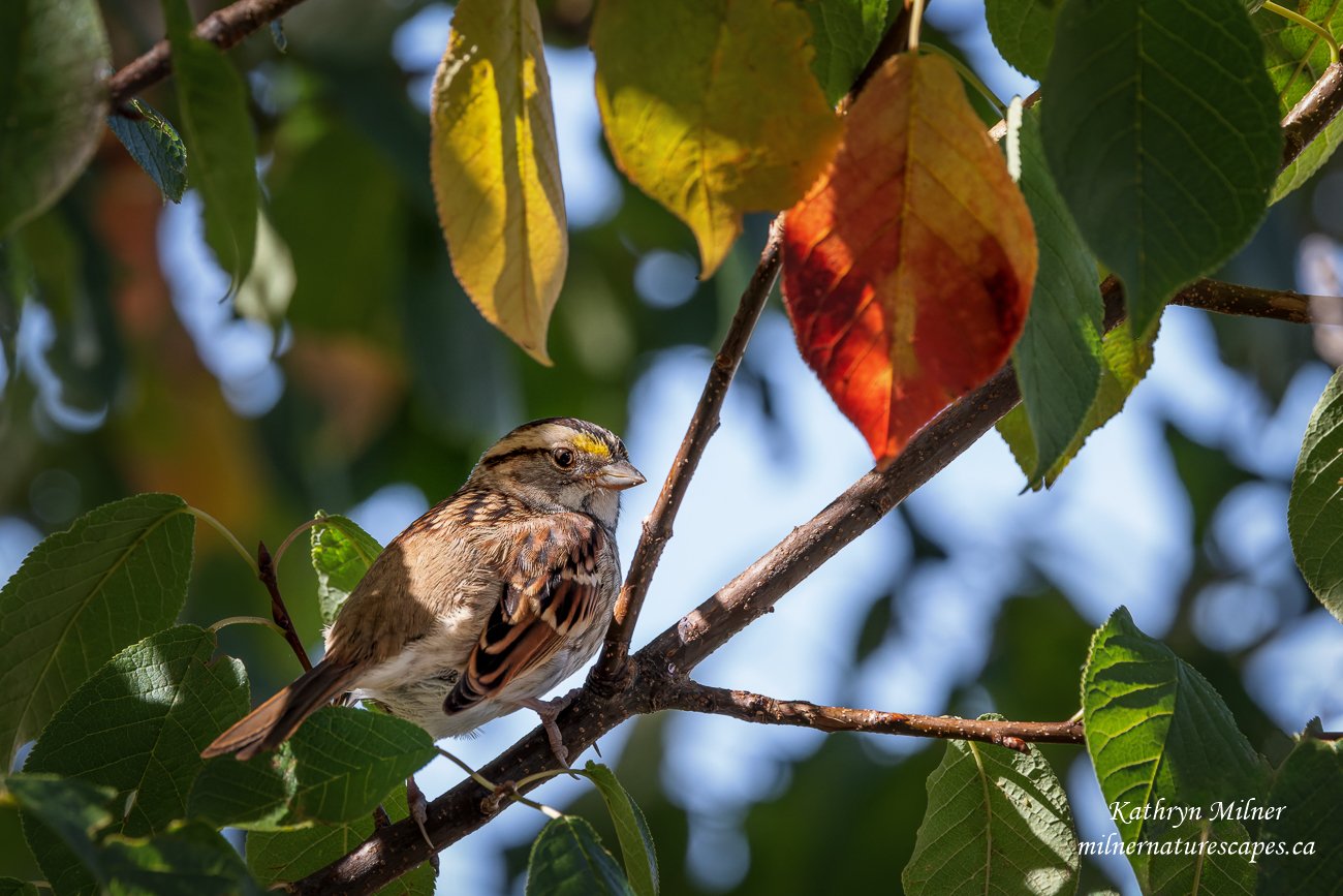 White-throated Sparrow.jpg