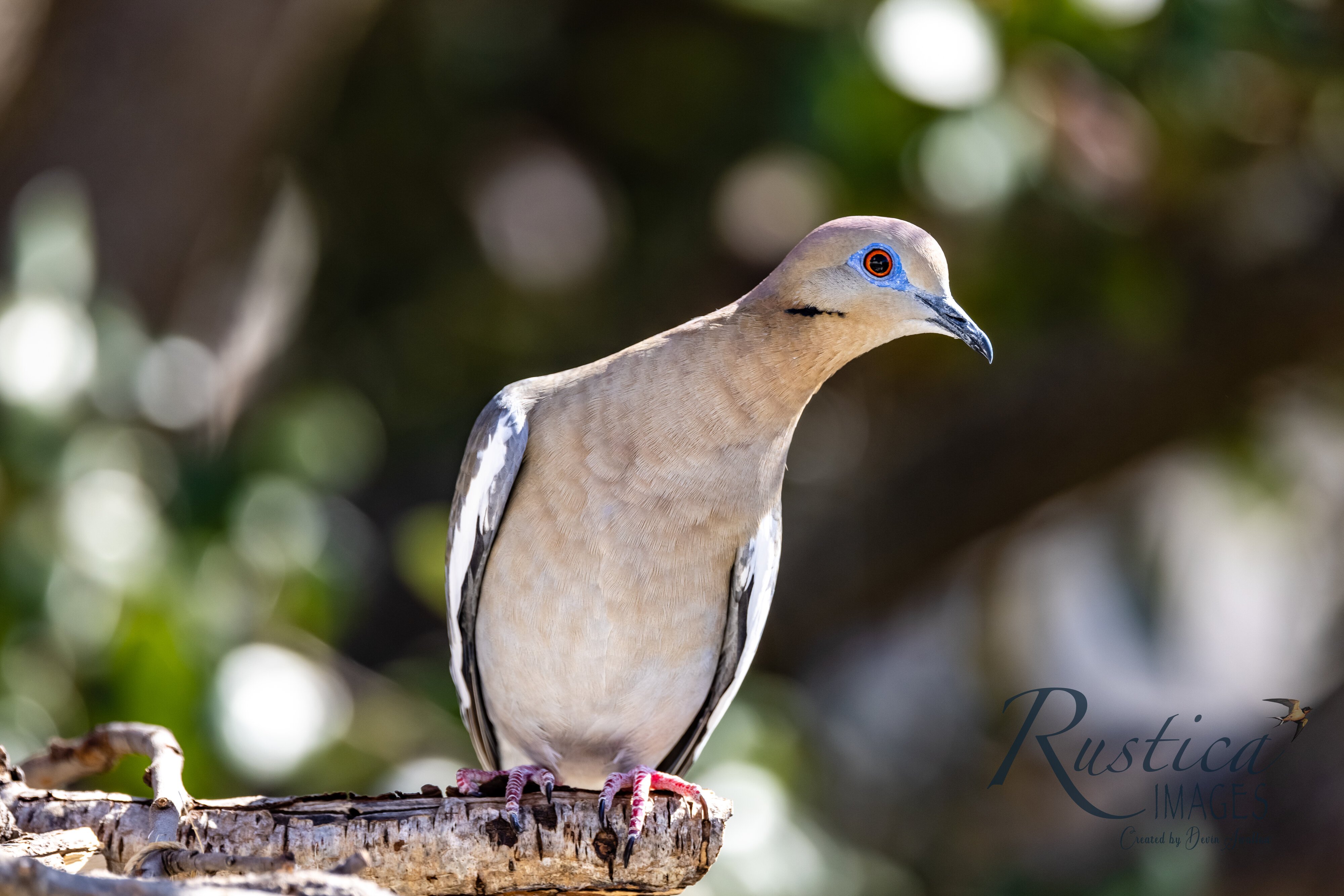 White Winged Dove