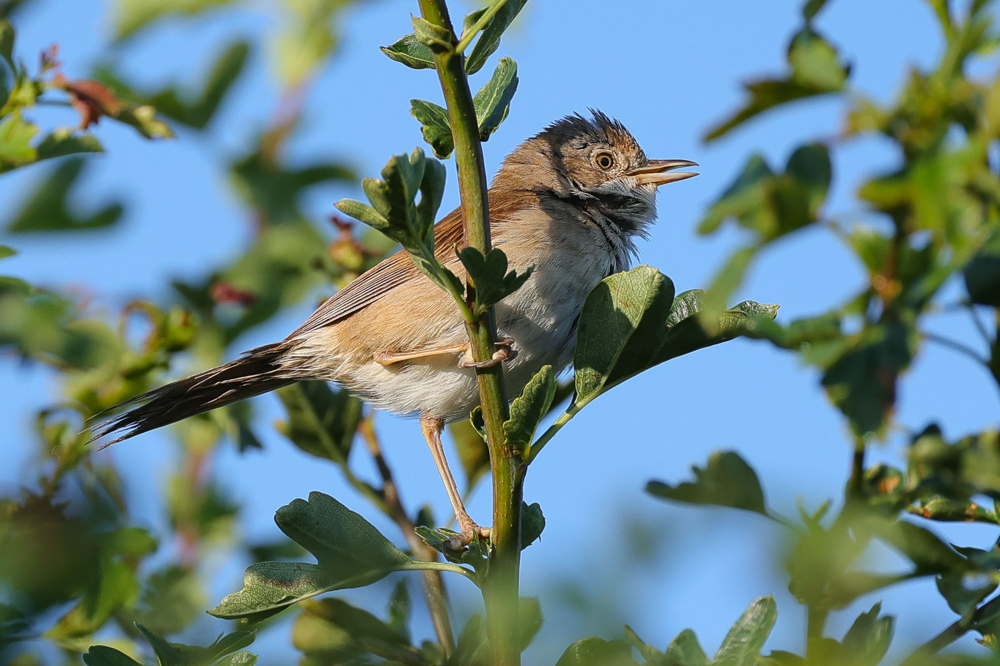 Whitethroat