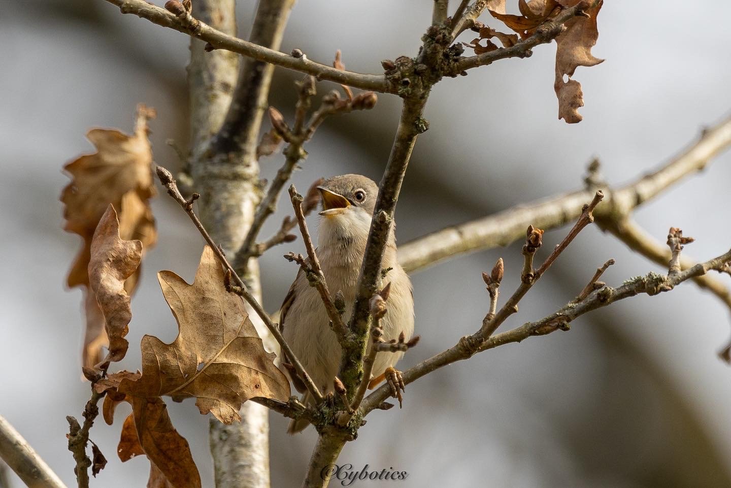 Whitethroat