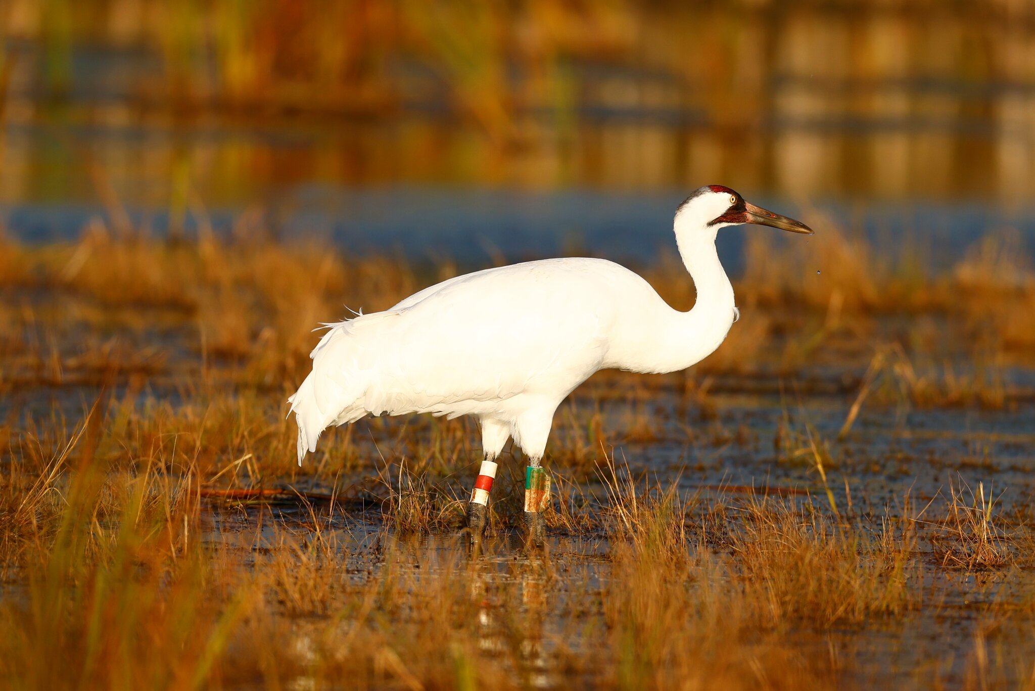 Whooping Crane