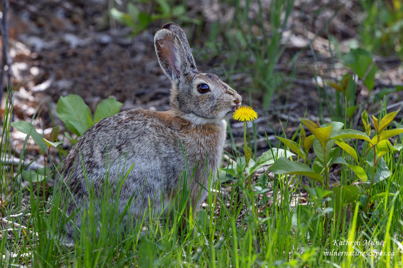 Wild Cottontail Rabbit.jpg