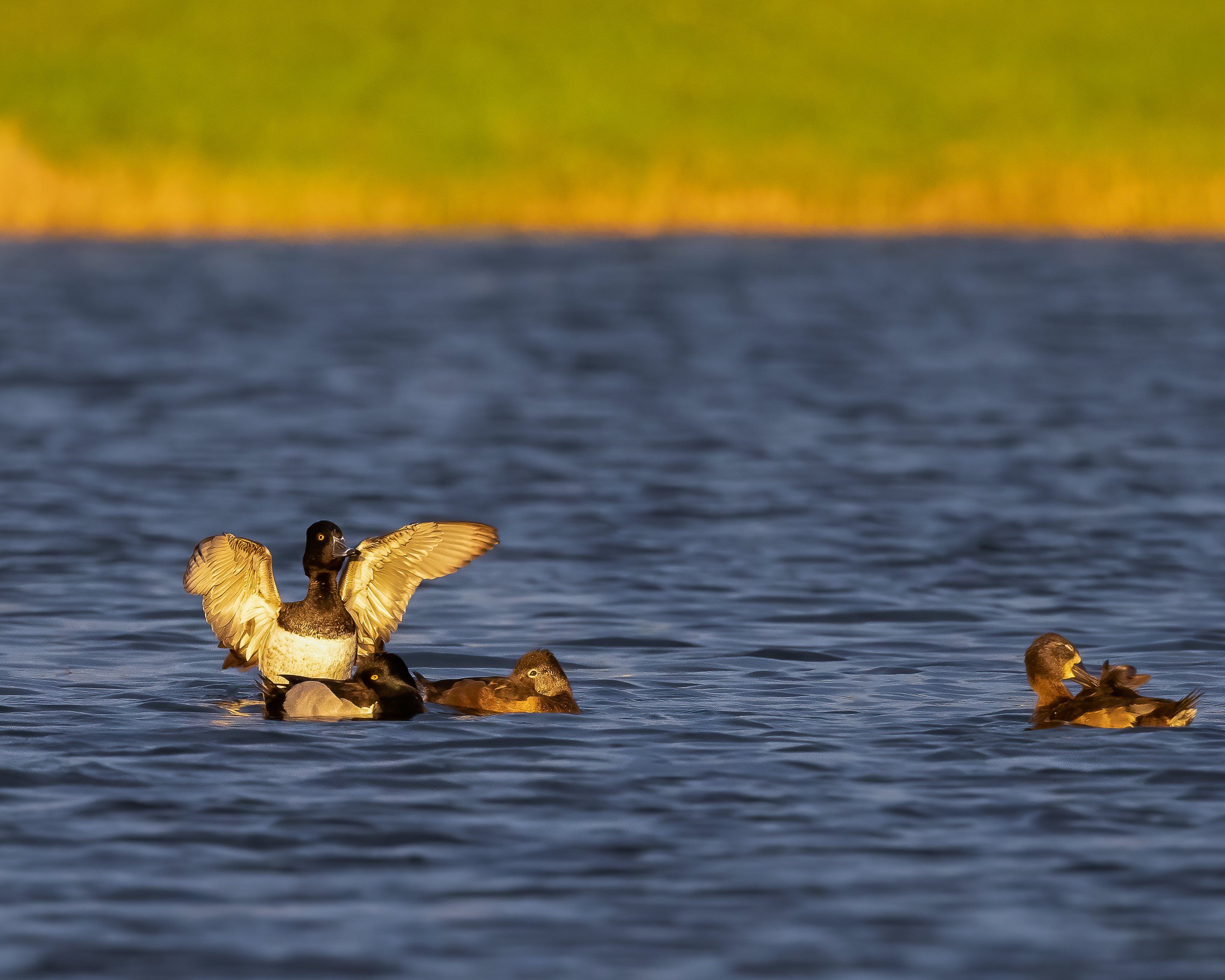 Wild ducks on the city