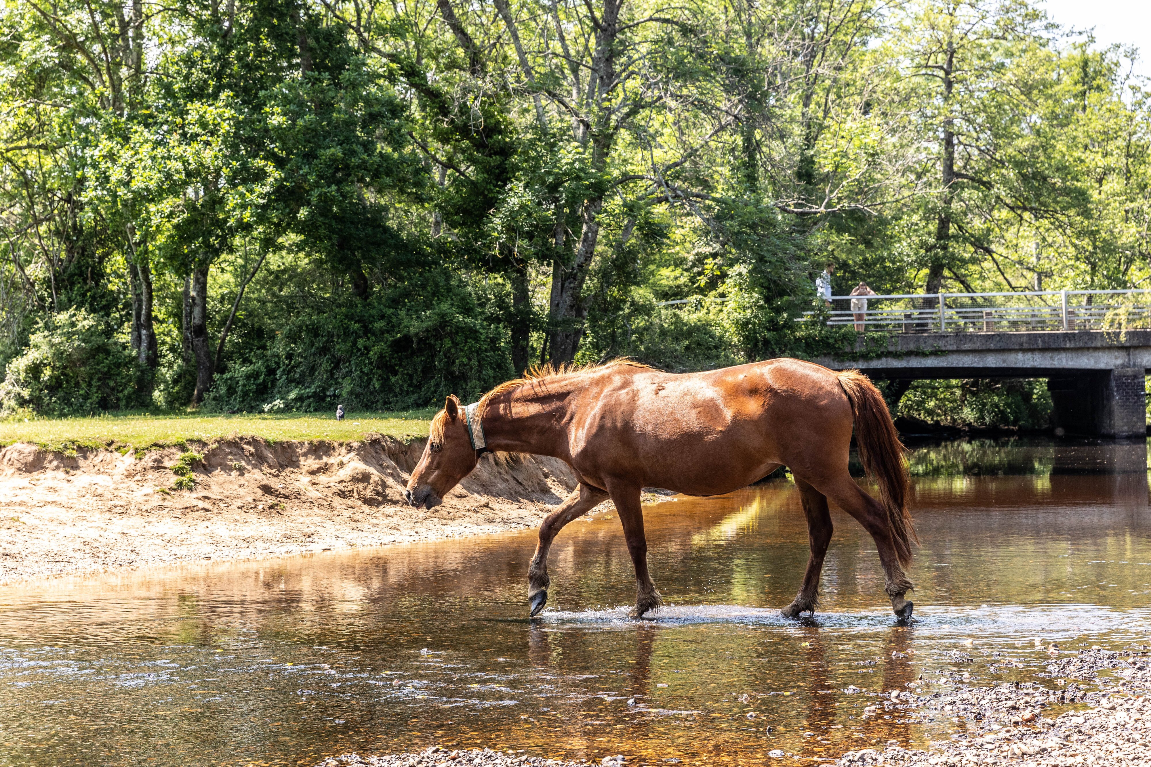 WILD HORSES  2-2.jpg