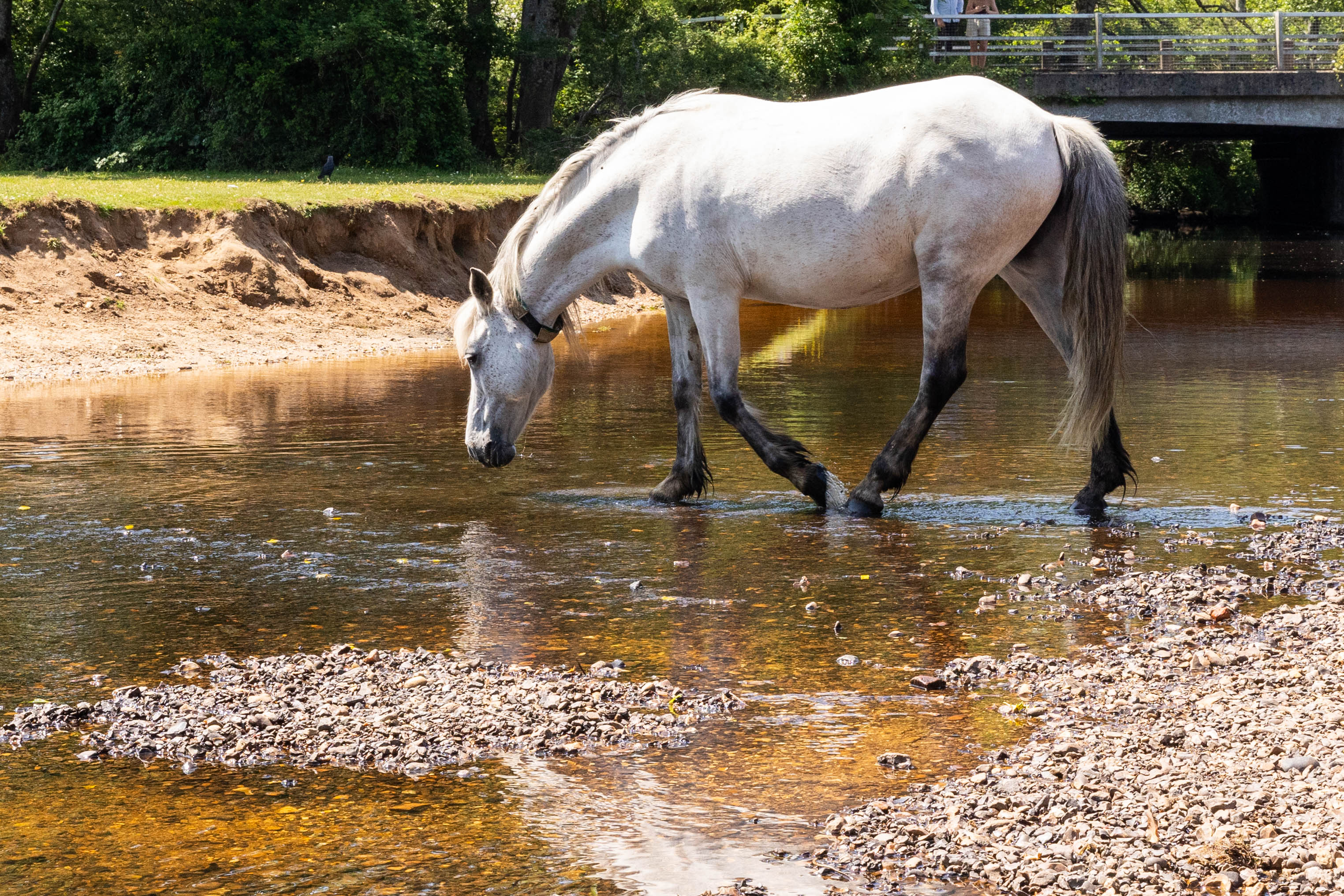 WILD HORSES  2-3.jpg