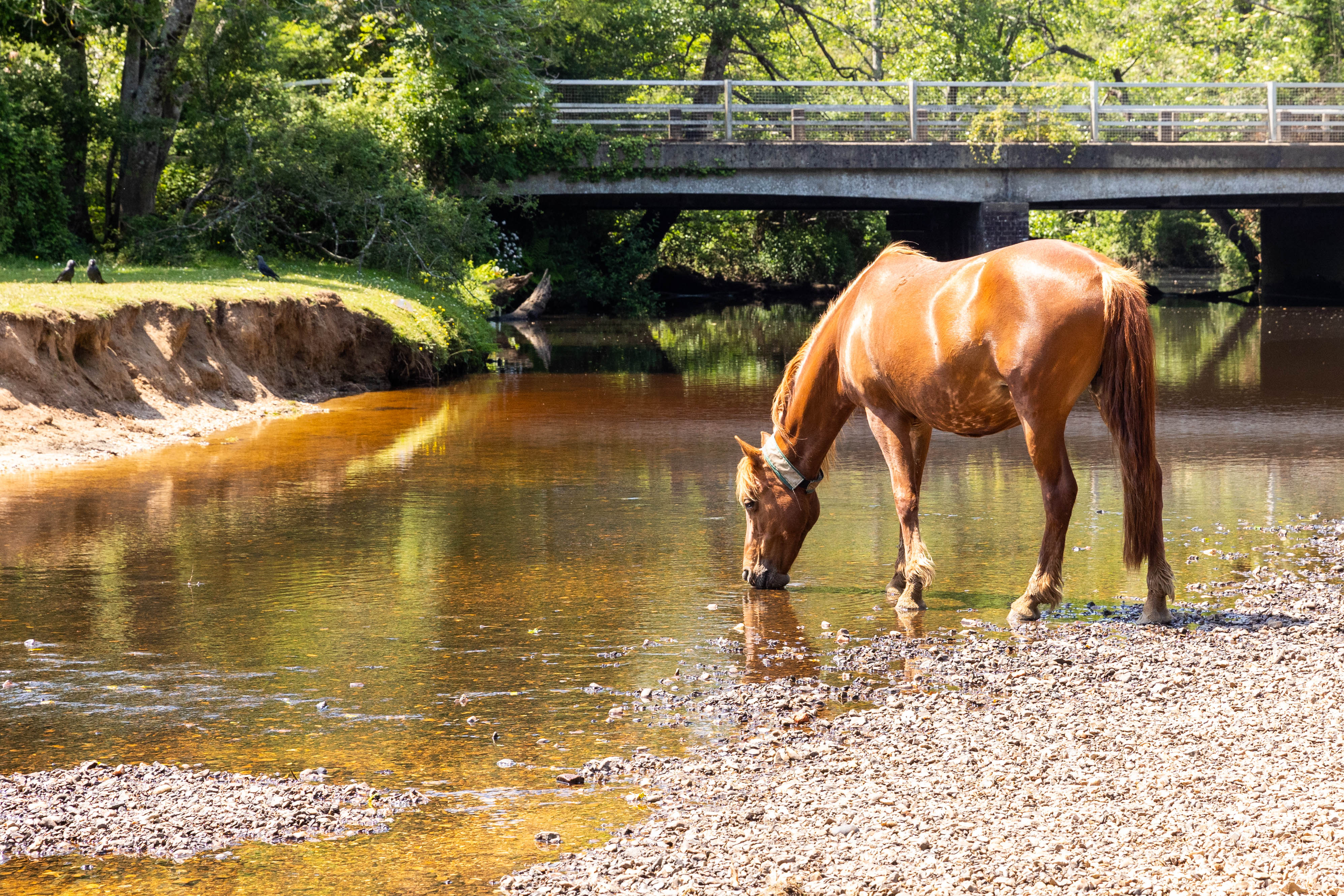 WILD HORSES  2.jpg