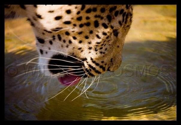 Wild Leopard  .jpeg