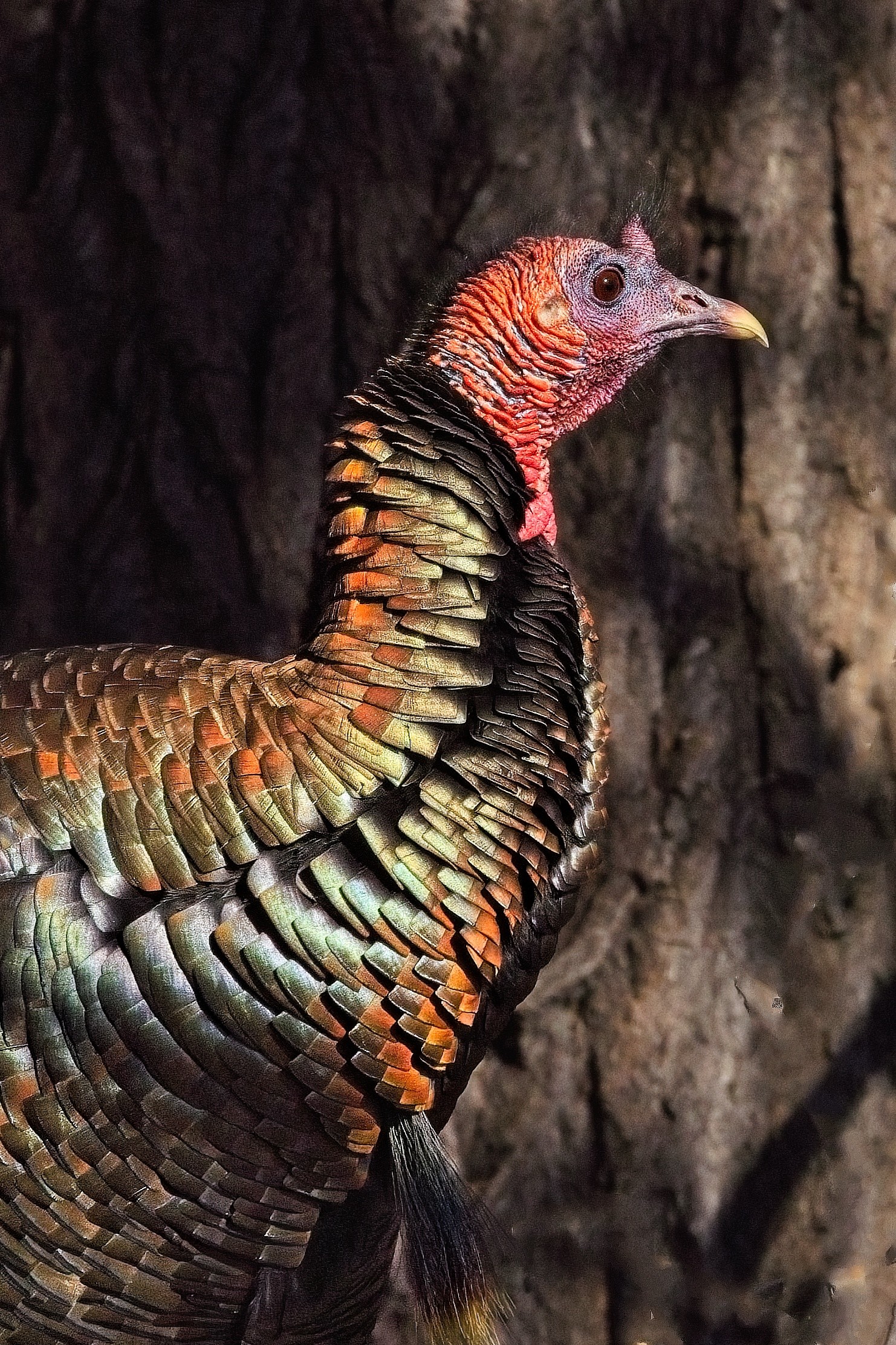 wild turkey hen | Canon RF Shooters Forums