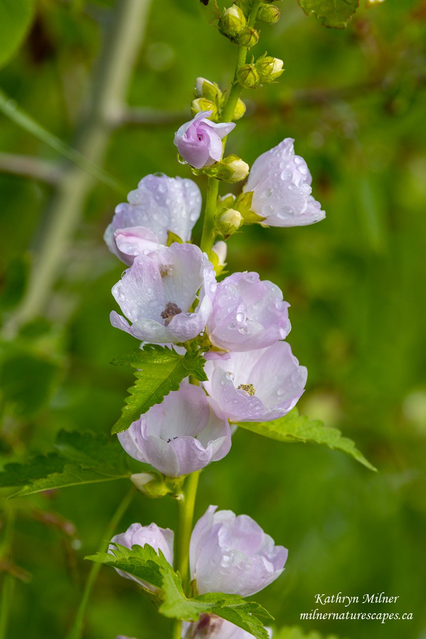 Wildflower - Mountain Hollyhock.jpg