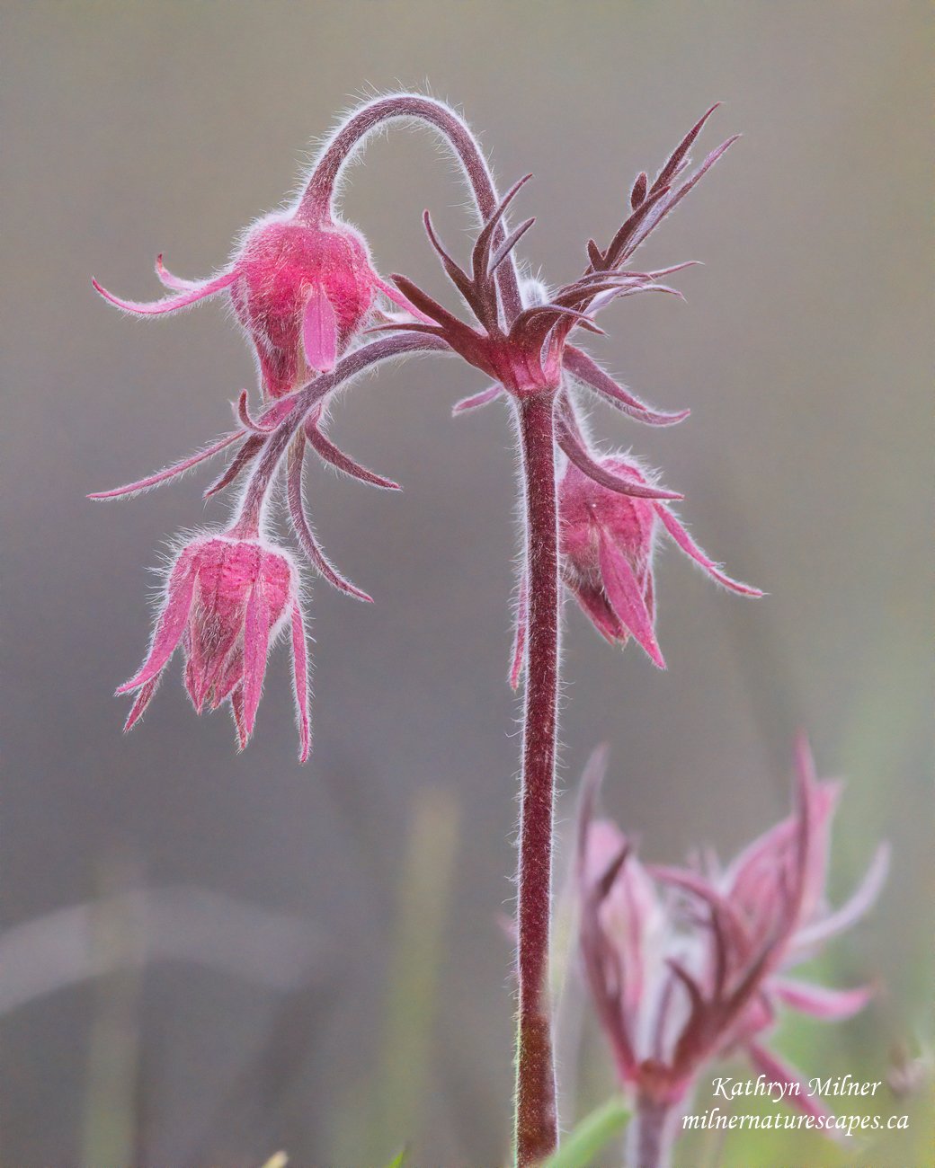 Wildflower - Three-flowered Avens