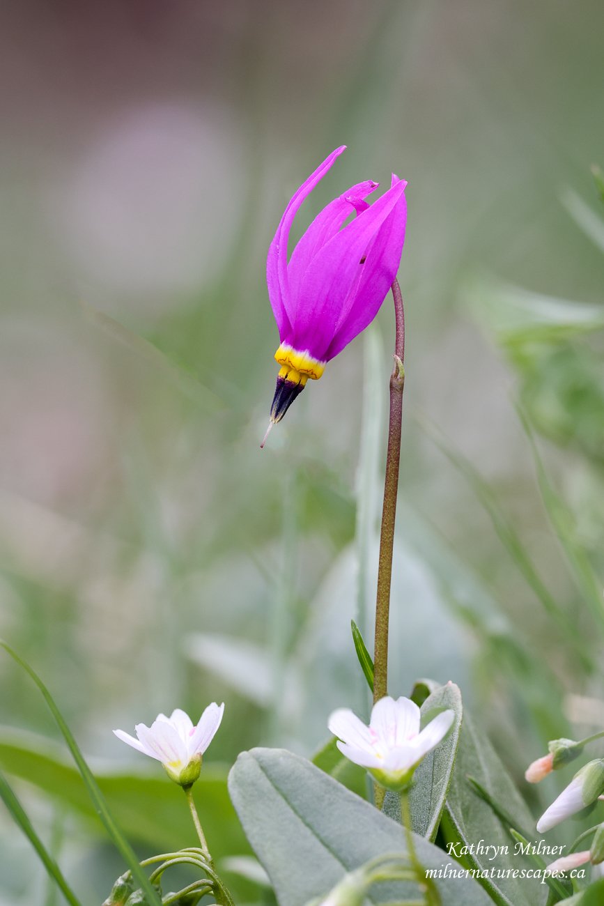 Wildflowers - Shooting Star and two Spring Beauty