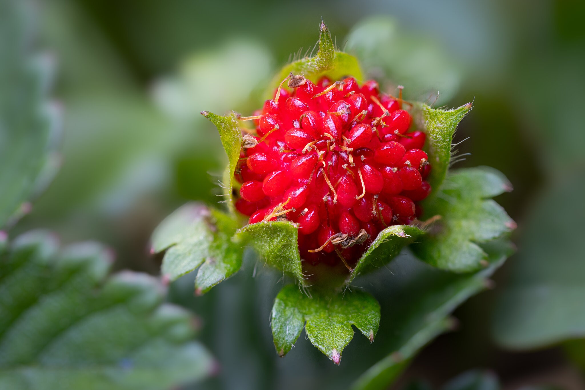 WildStrawberyFocusStack.jpg