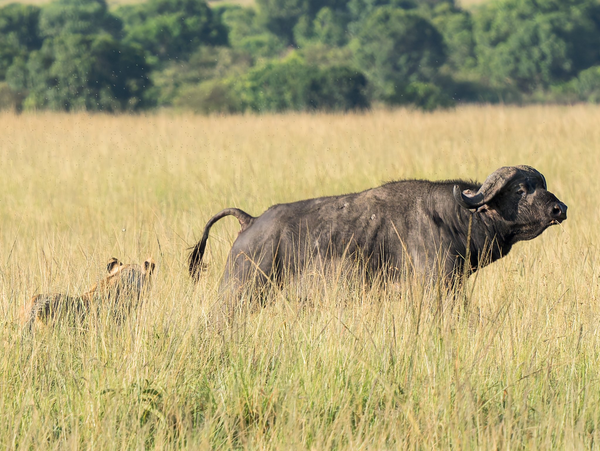 Will she attack- , Masai Mara Kenya.jpg
