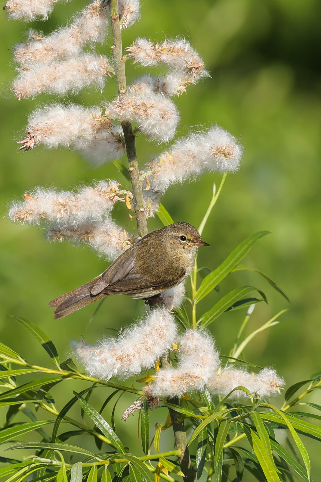 Willow warbler