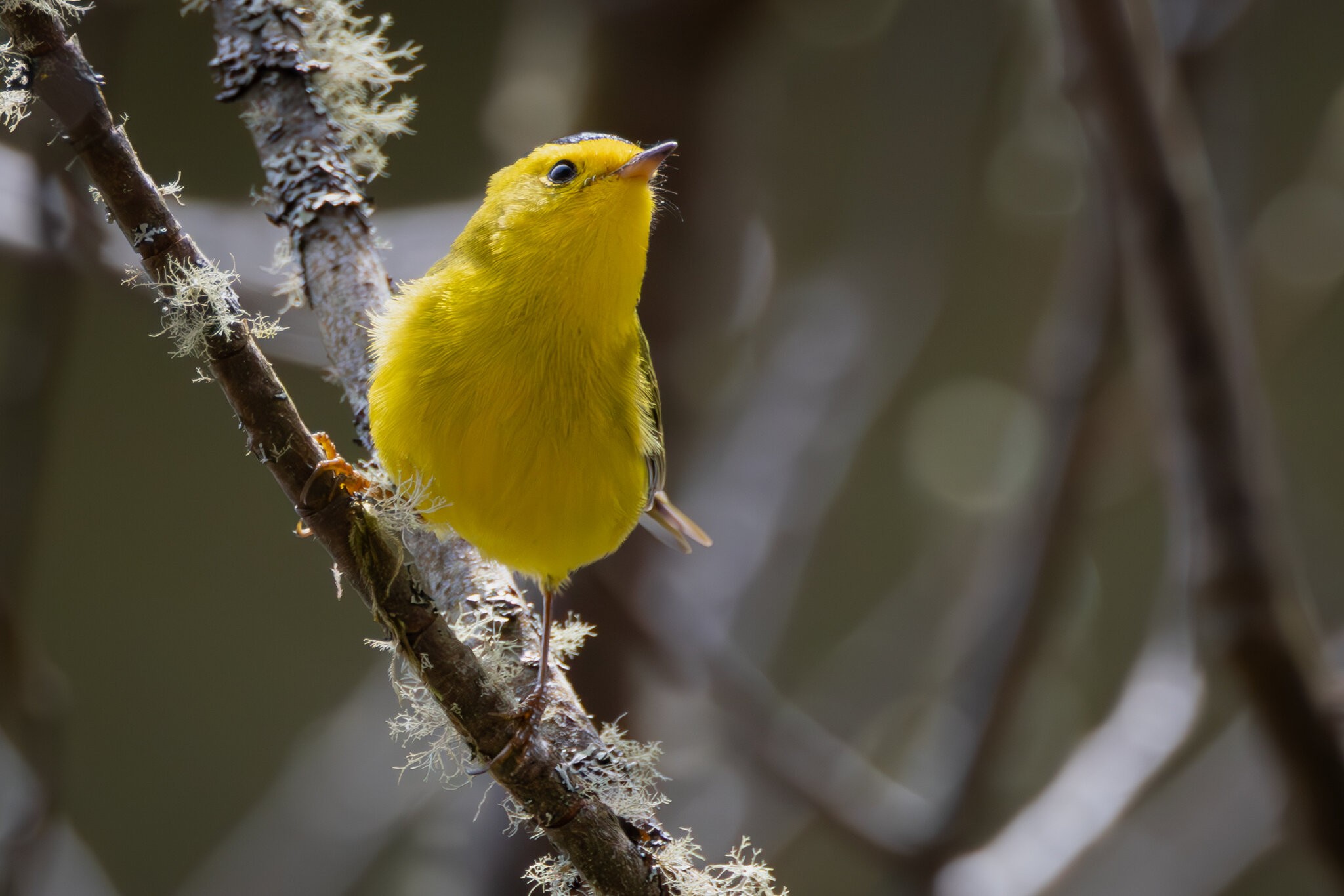 Wilsons Warbler 2.jpg