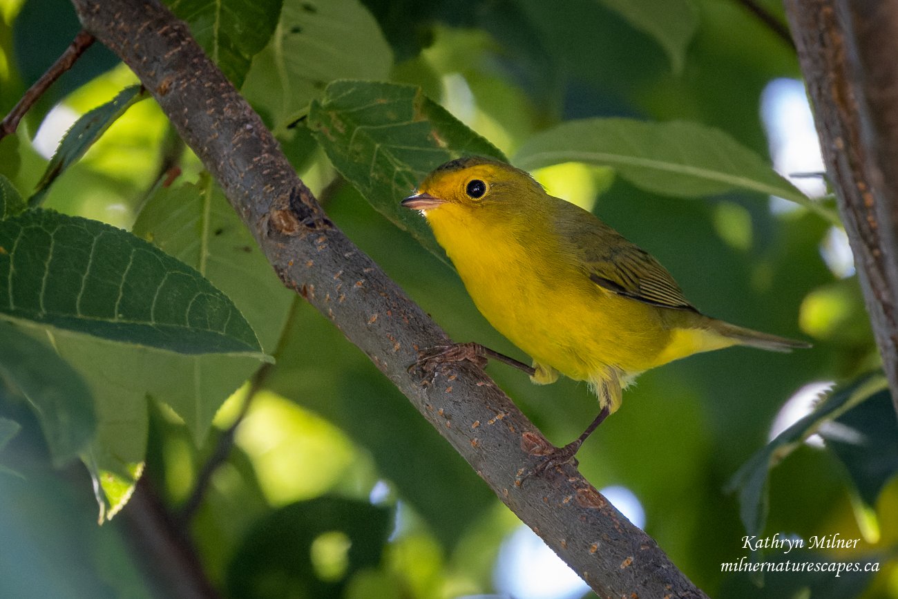 Wilson's Warbler.jpg