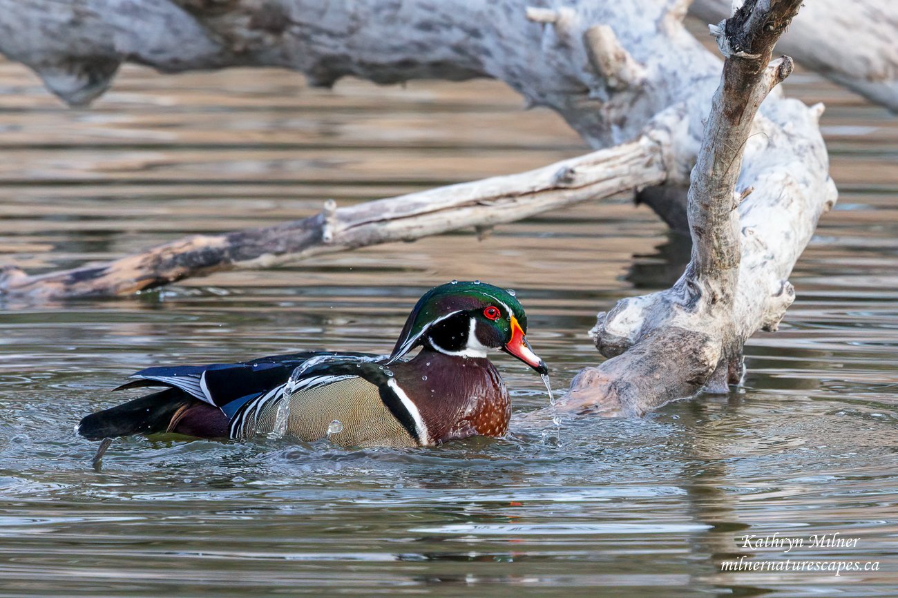 Wood Duck Bathing.jpg