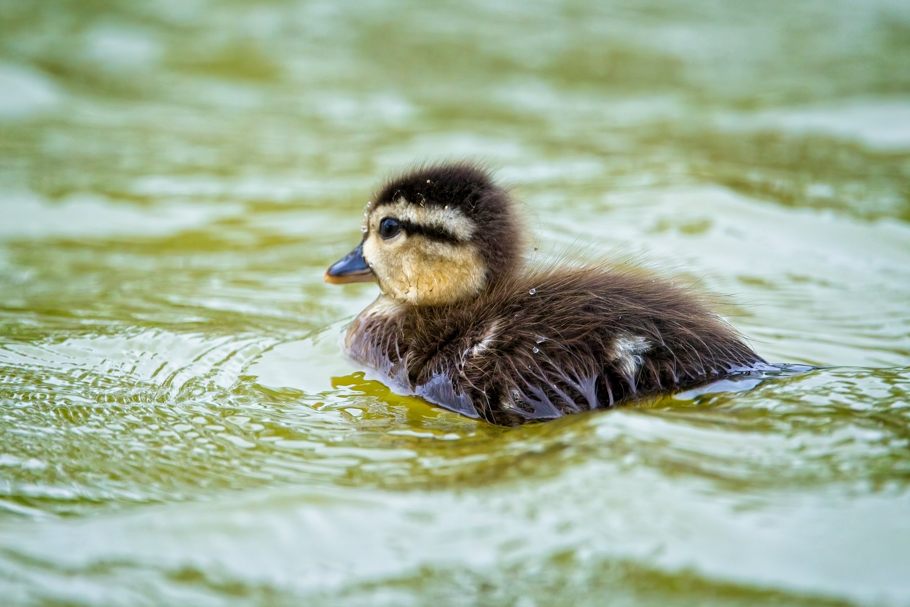 Wood Duck duckling