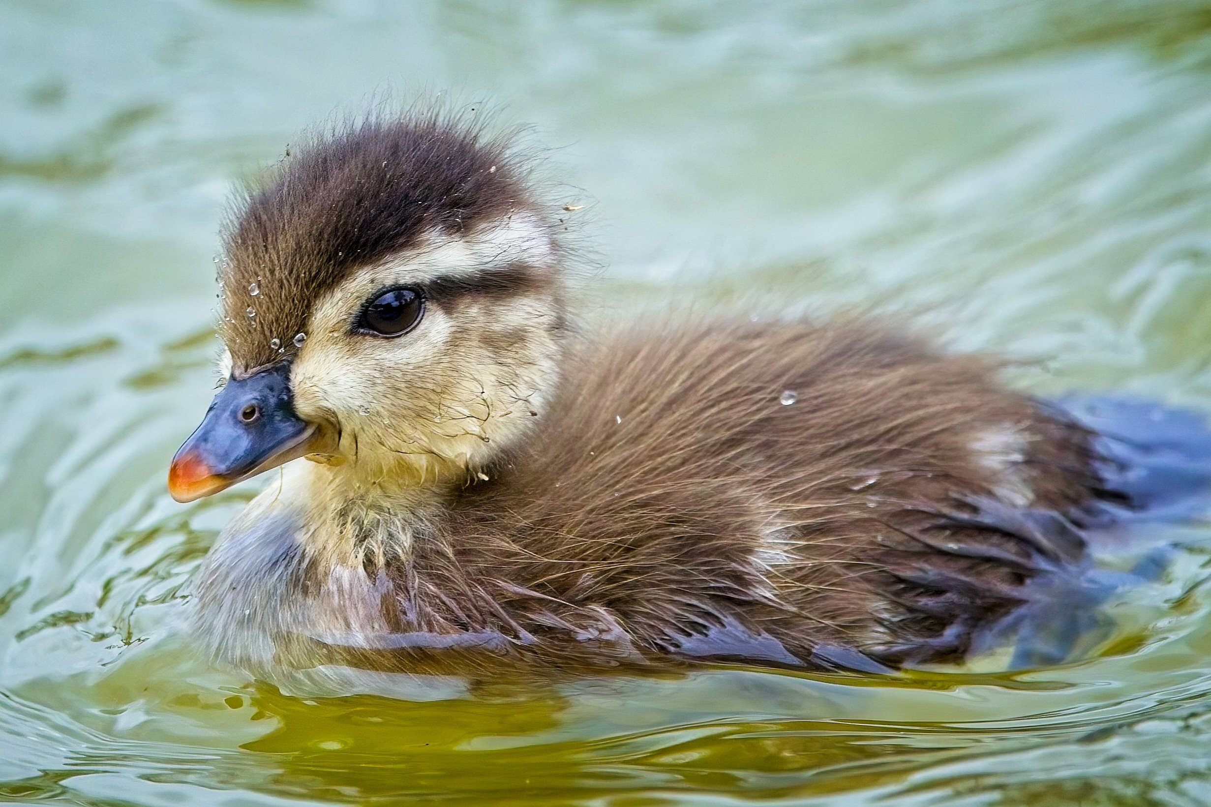 Wood Duck duckling