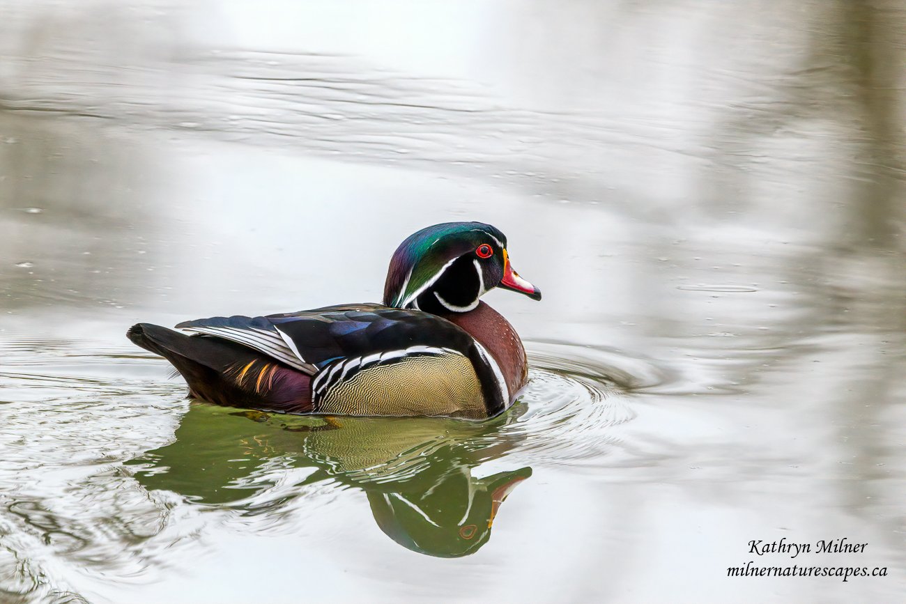 Wood Duck Male in the Spring