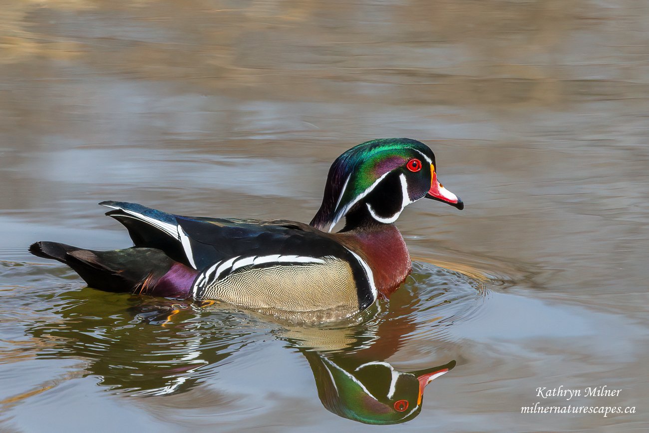 Wood Duck - Male.jpg