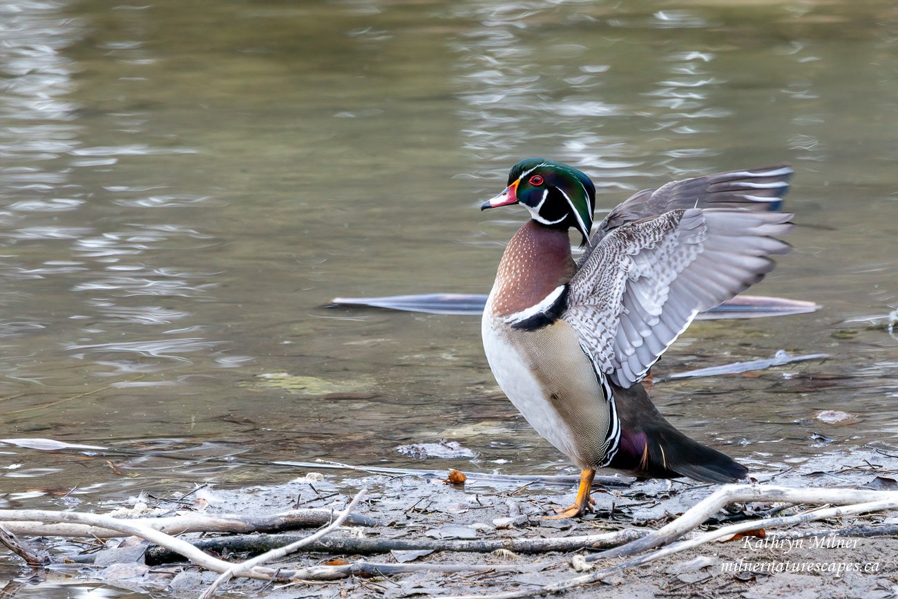 Wood Duck Male Taking a Stretch