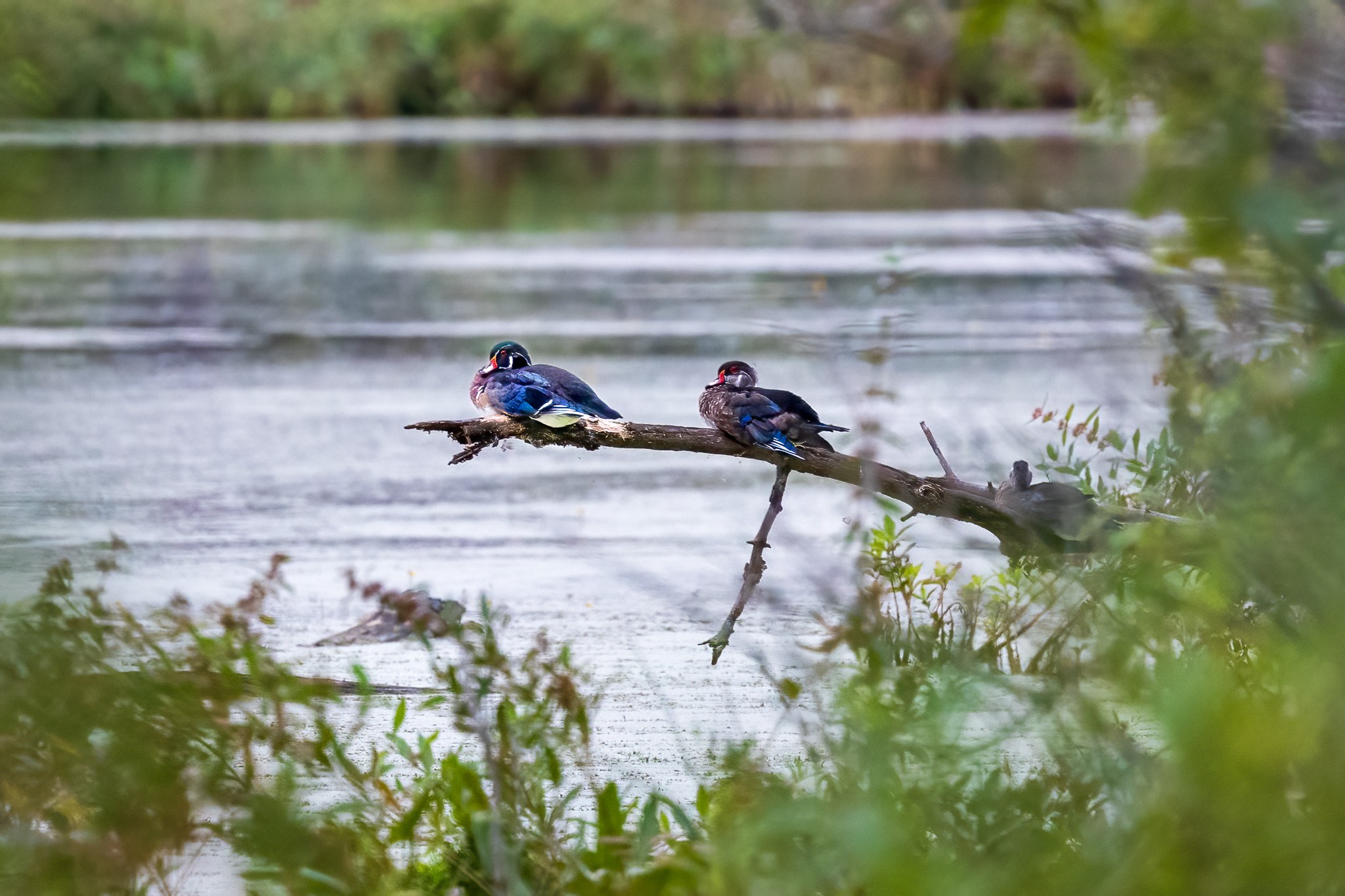 Wood Ducks on a branch