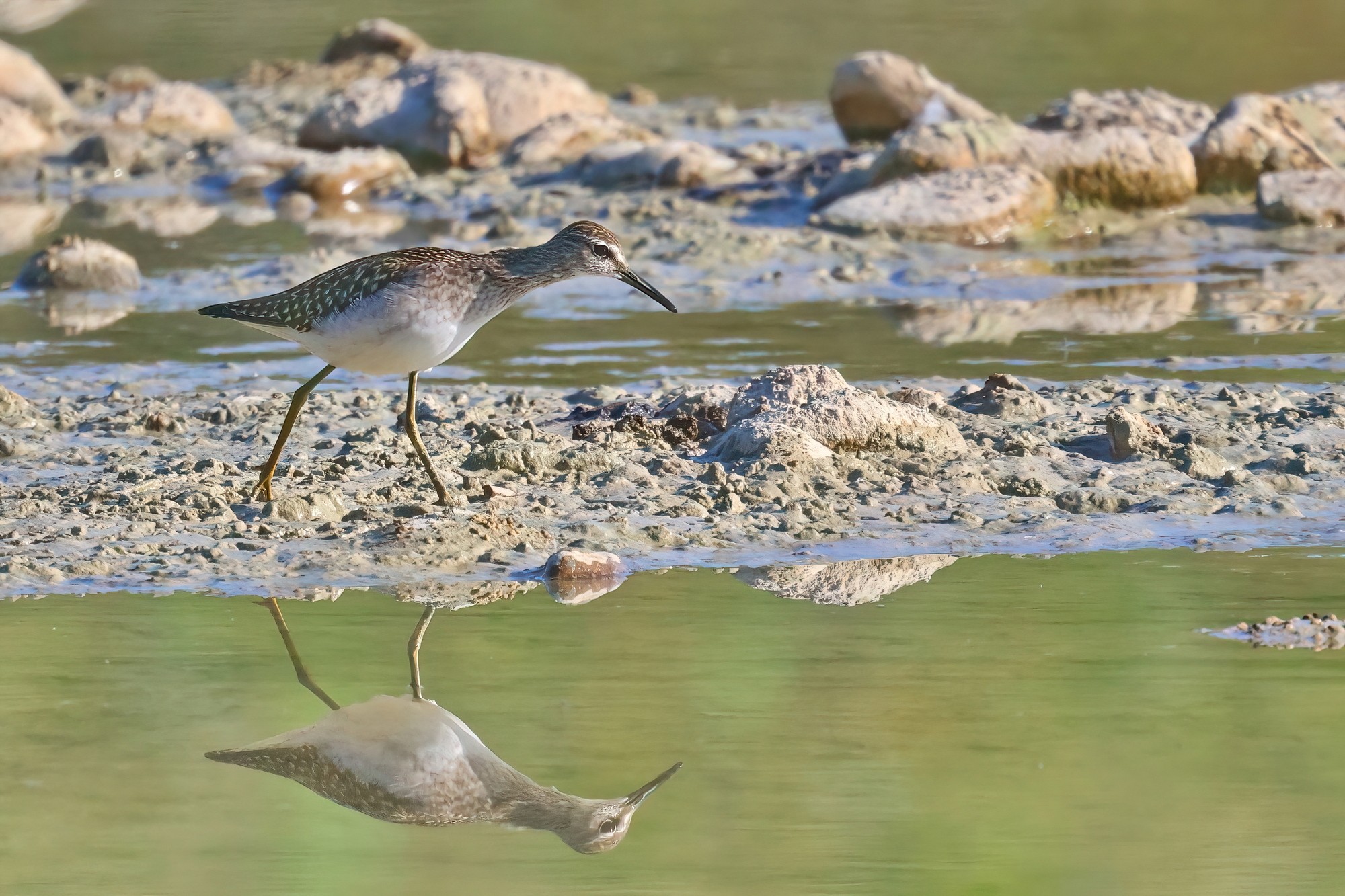 Wood Sandpiper