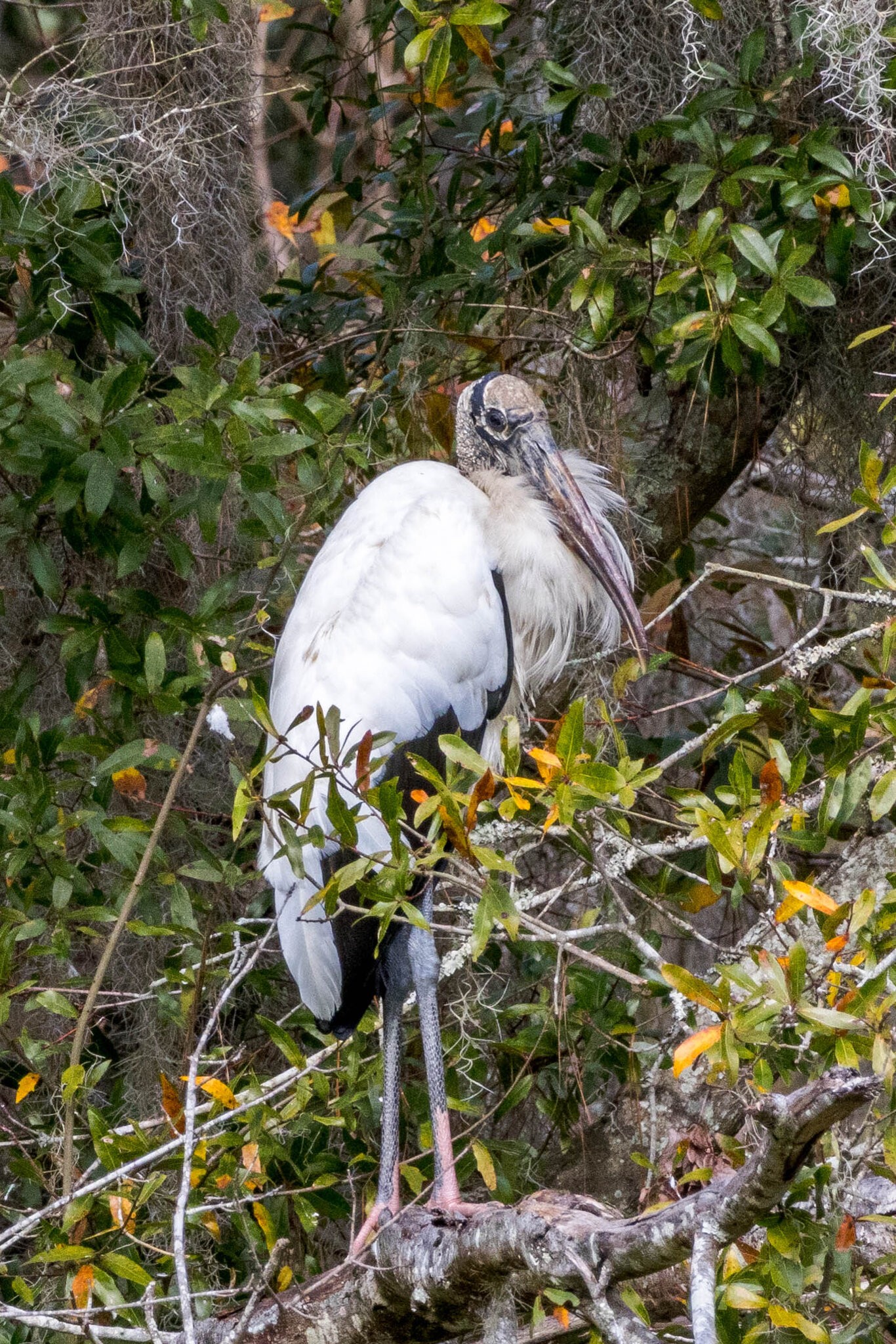 Wood Stork - Oatland Island.jpg