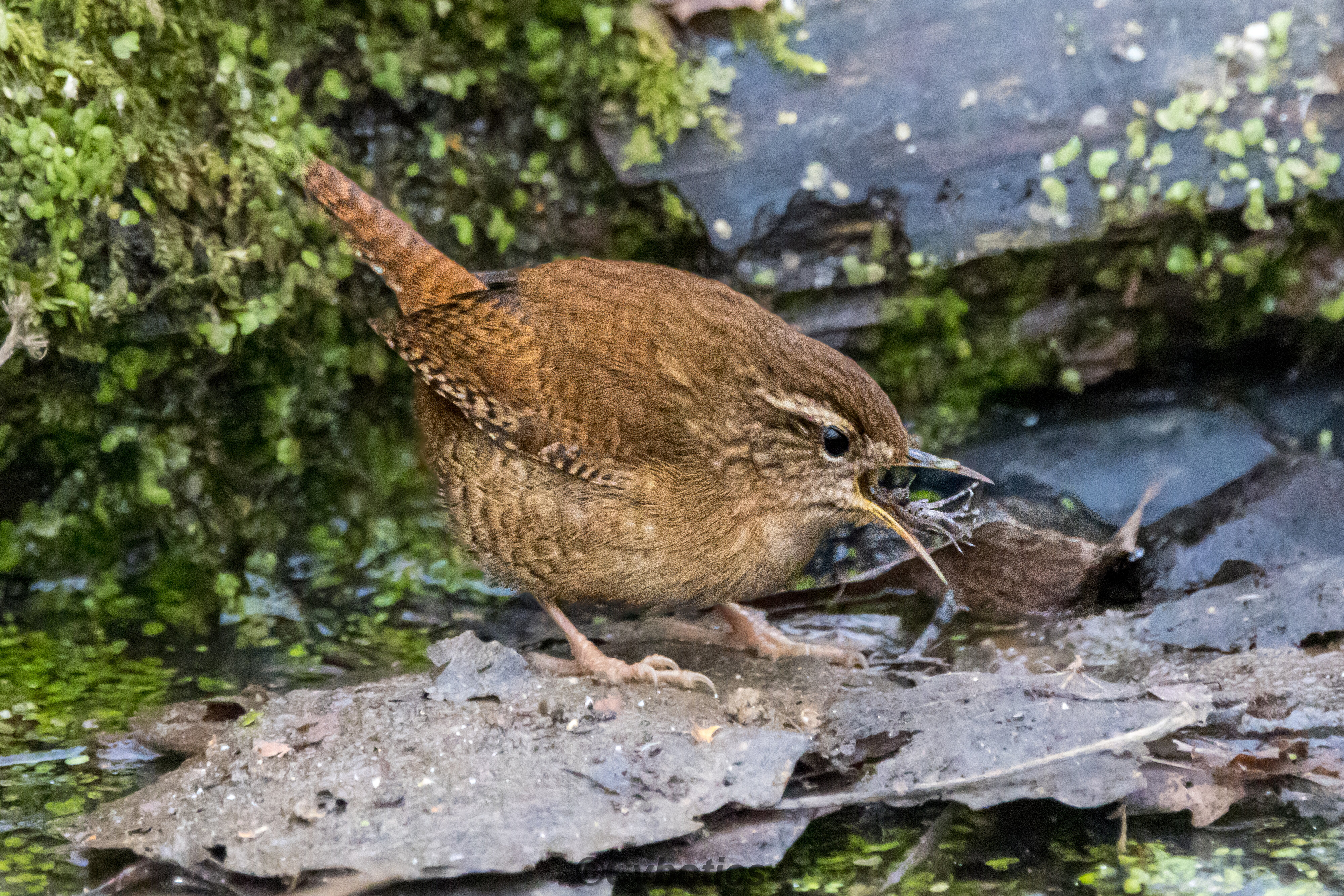 Wren