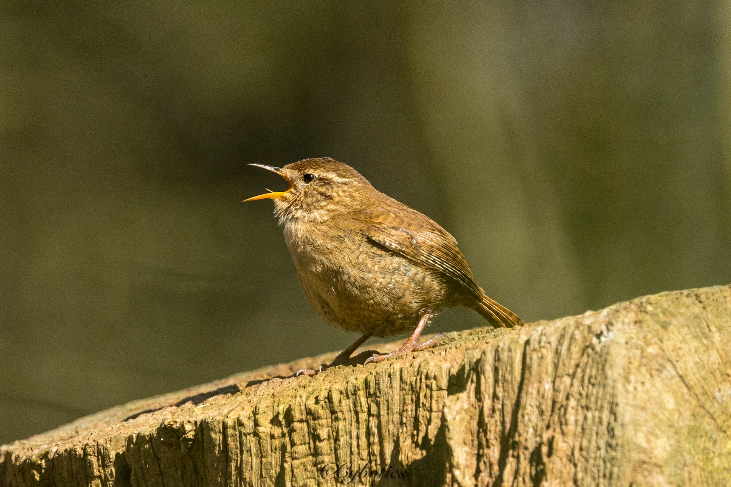 Wren