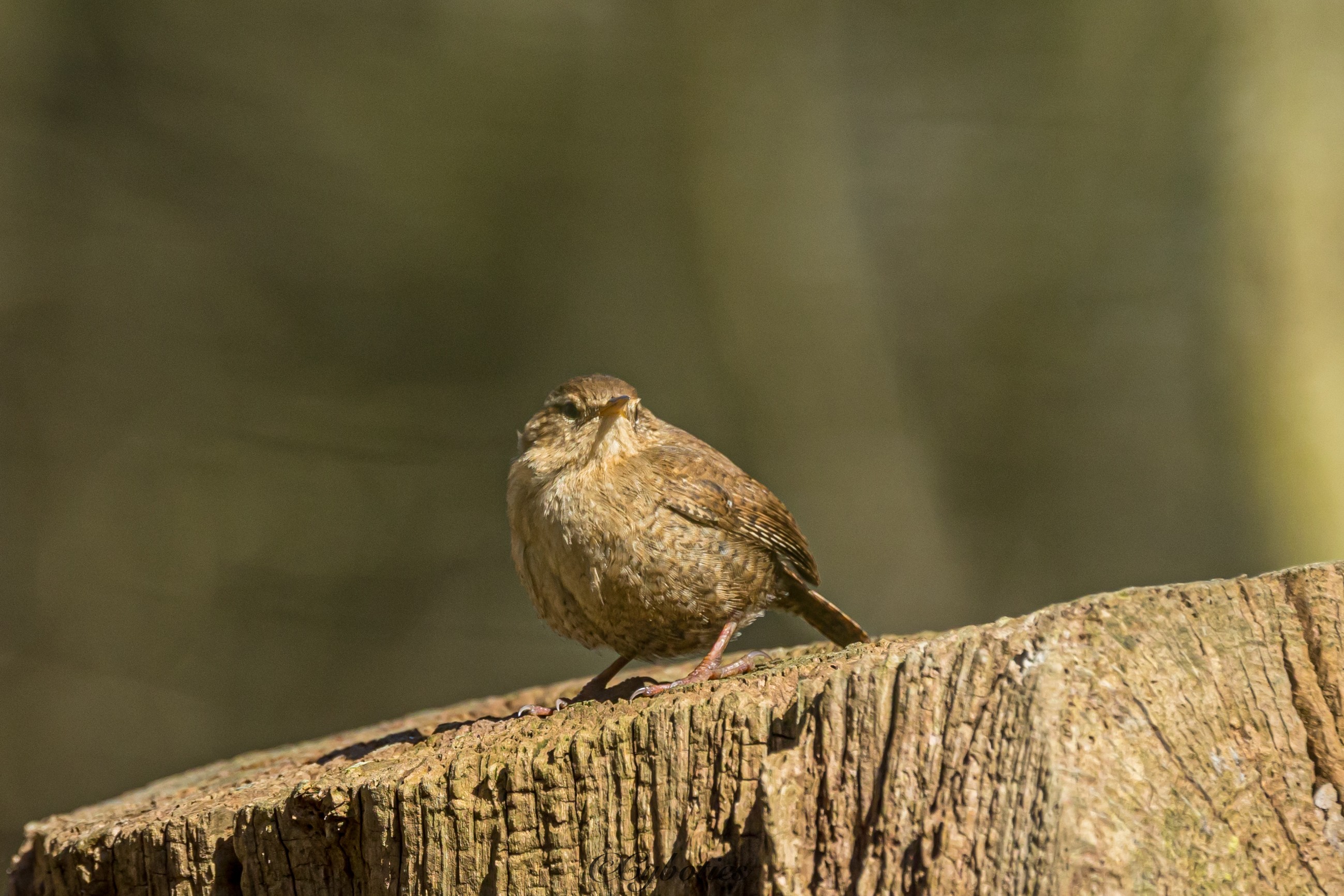 Wren