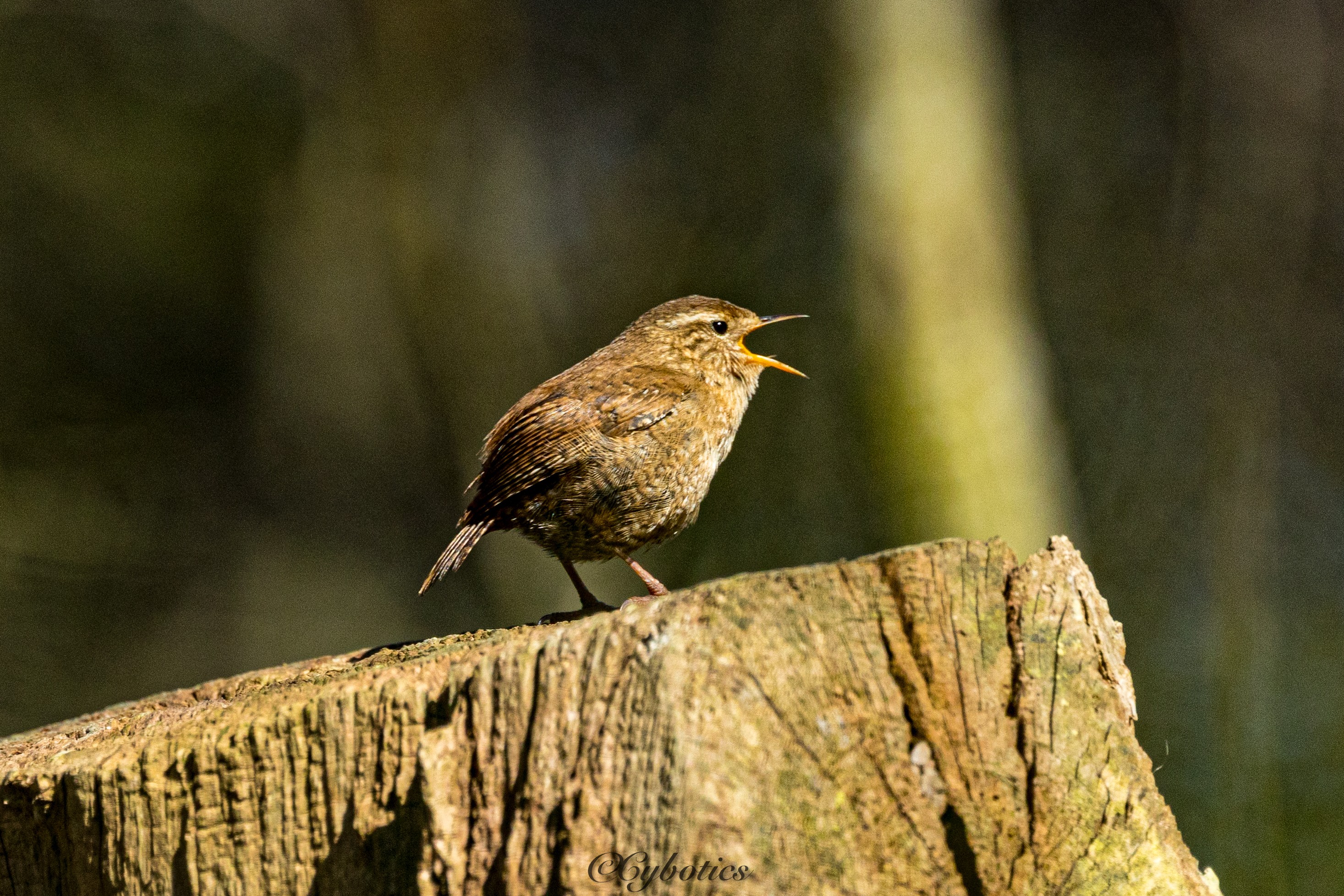 Wren