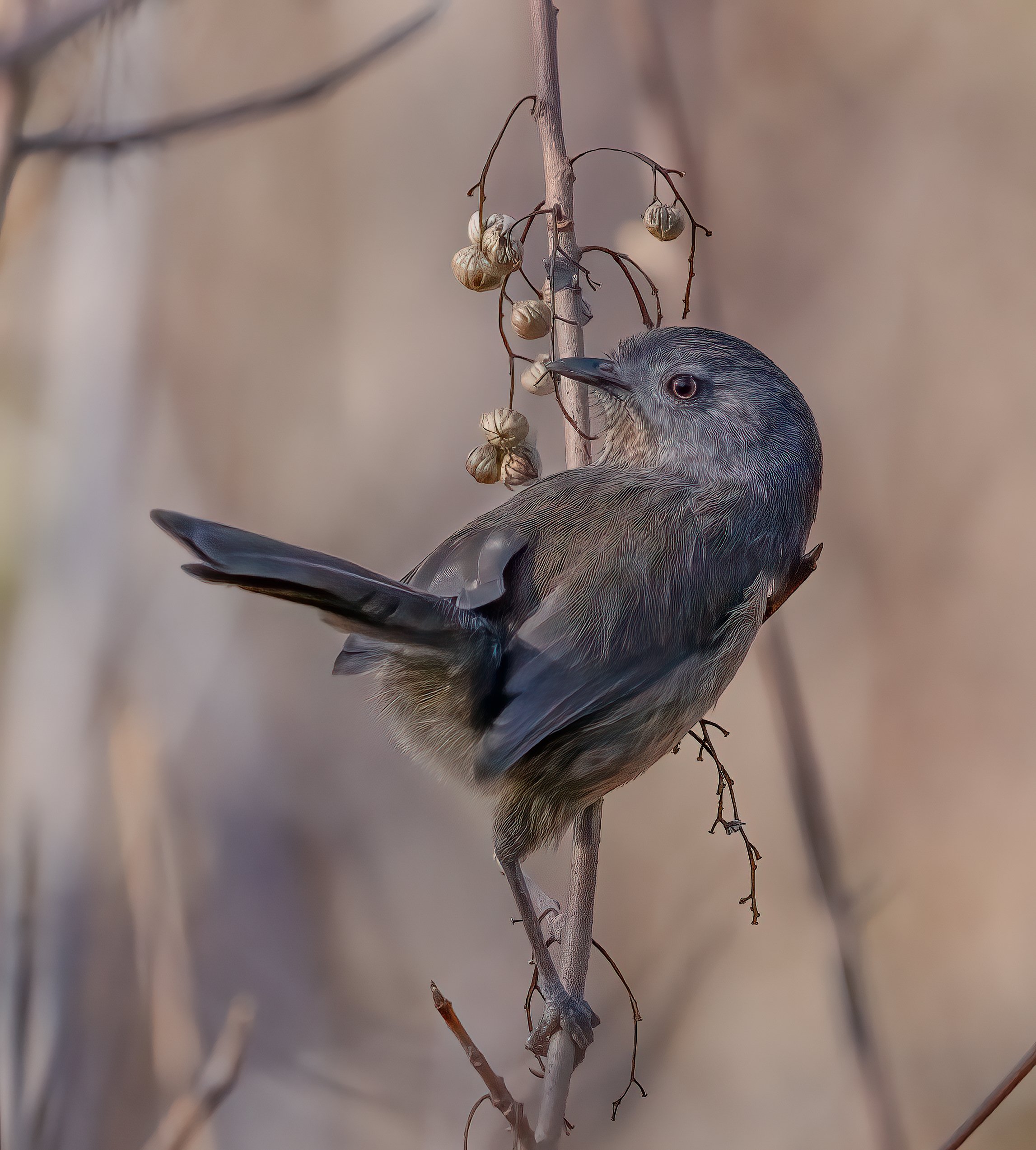 Wrentit-2