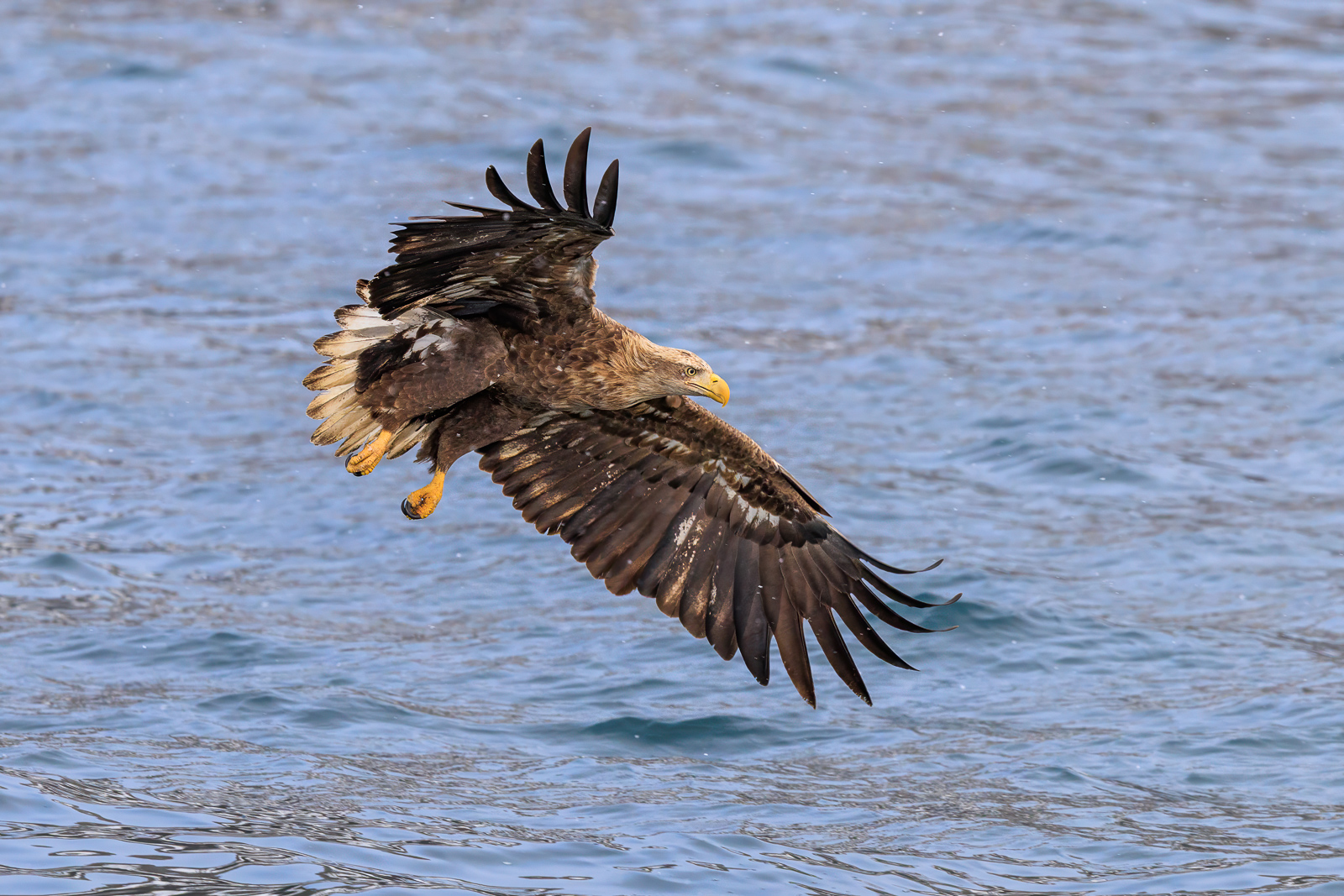 WTEagle-250211-2.jpg