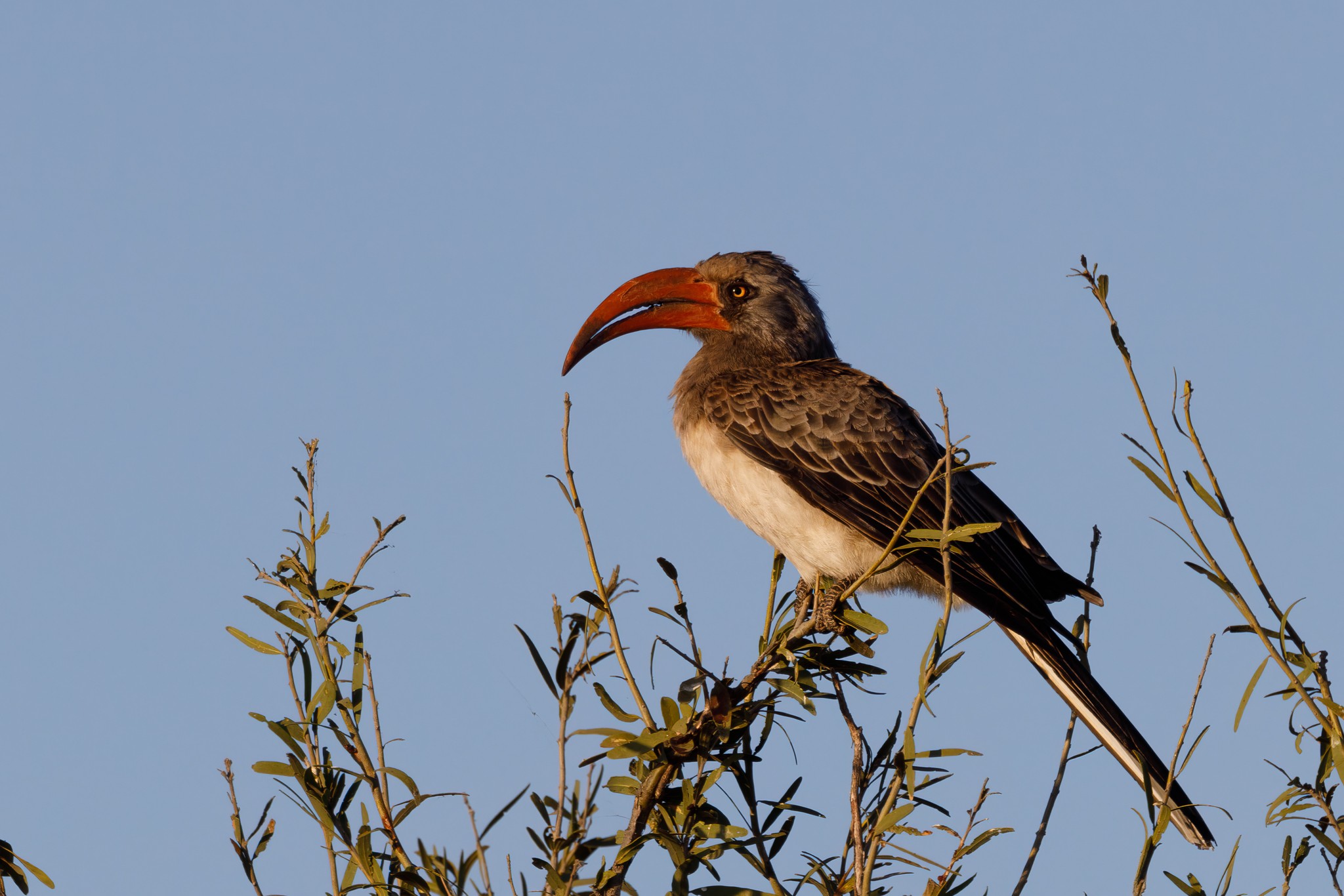 Yellow Billed Hornbill-2.jpg