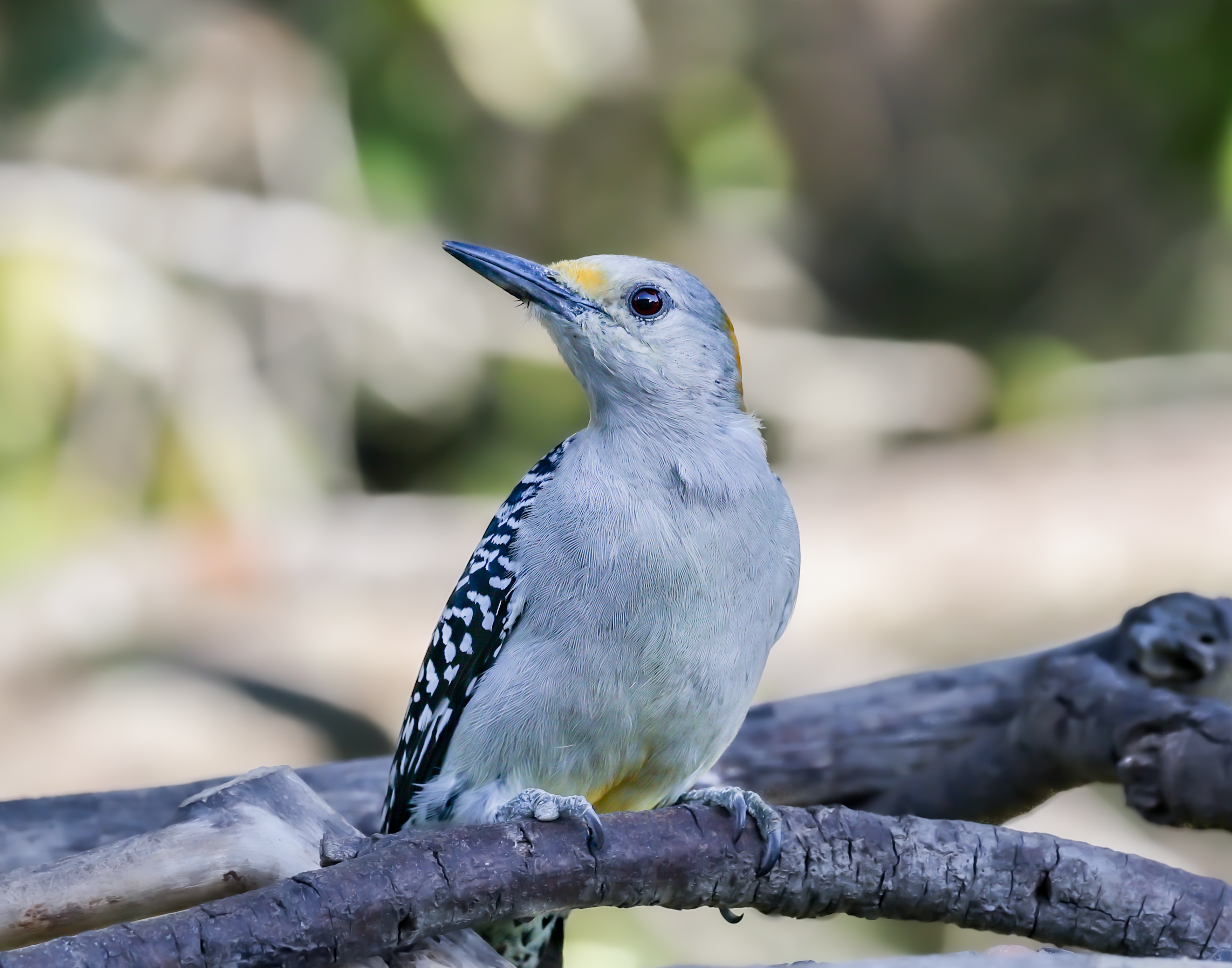 yellow breasted woodpecker